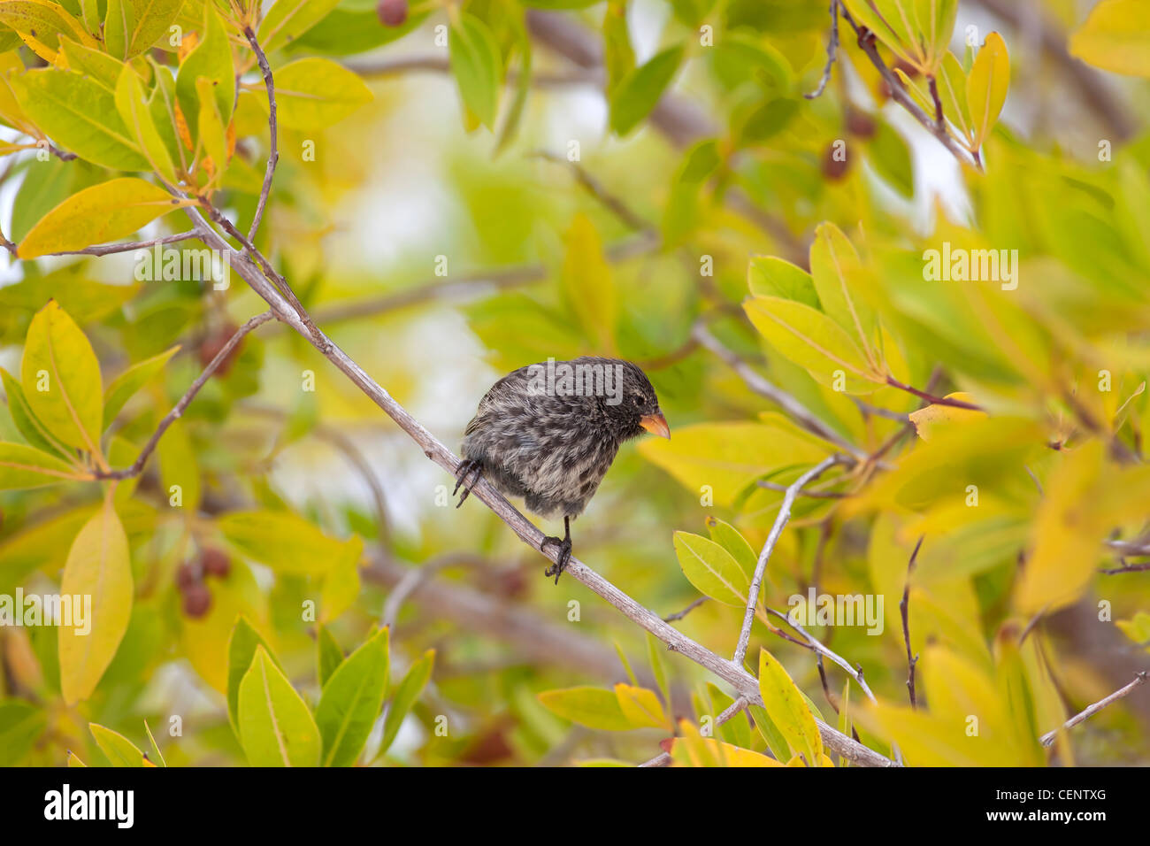 A Galapagos finch in mangrove trees on Tortuga bay Stock Photo
