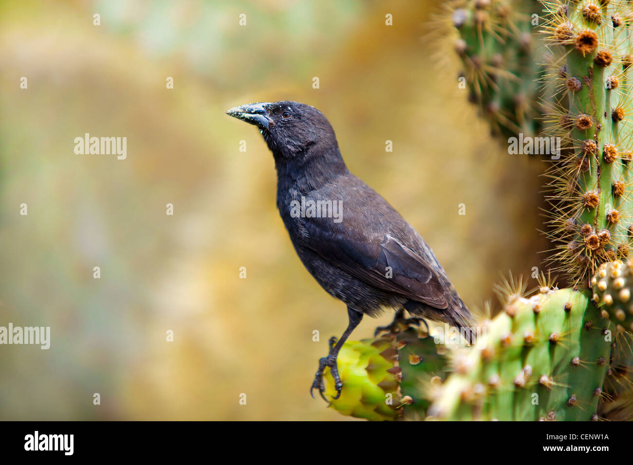 Galapagos Common Cactus Finch feeding on the cactus Stock Photo