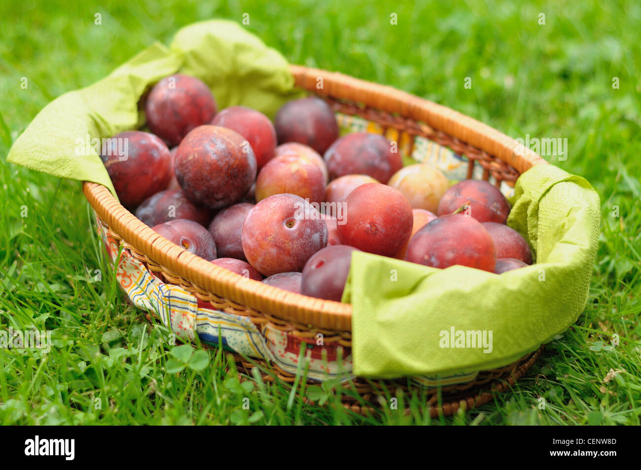 Greengage plums in trug after picking. Stock Photo