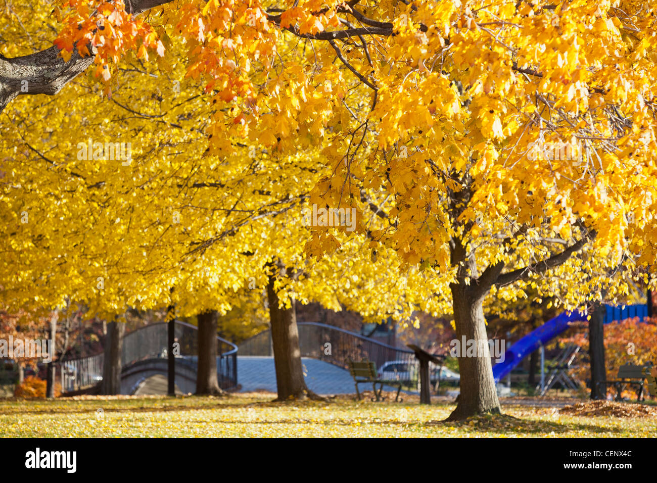 Autumn trees with a footbridge in a park, Boston Esplanade, Boston