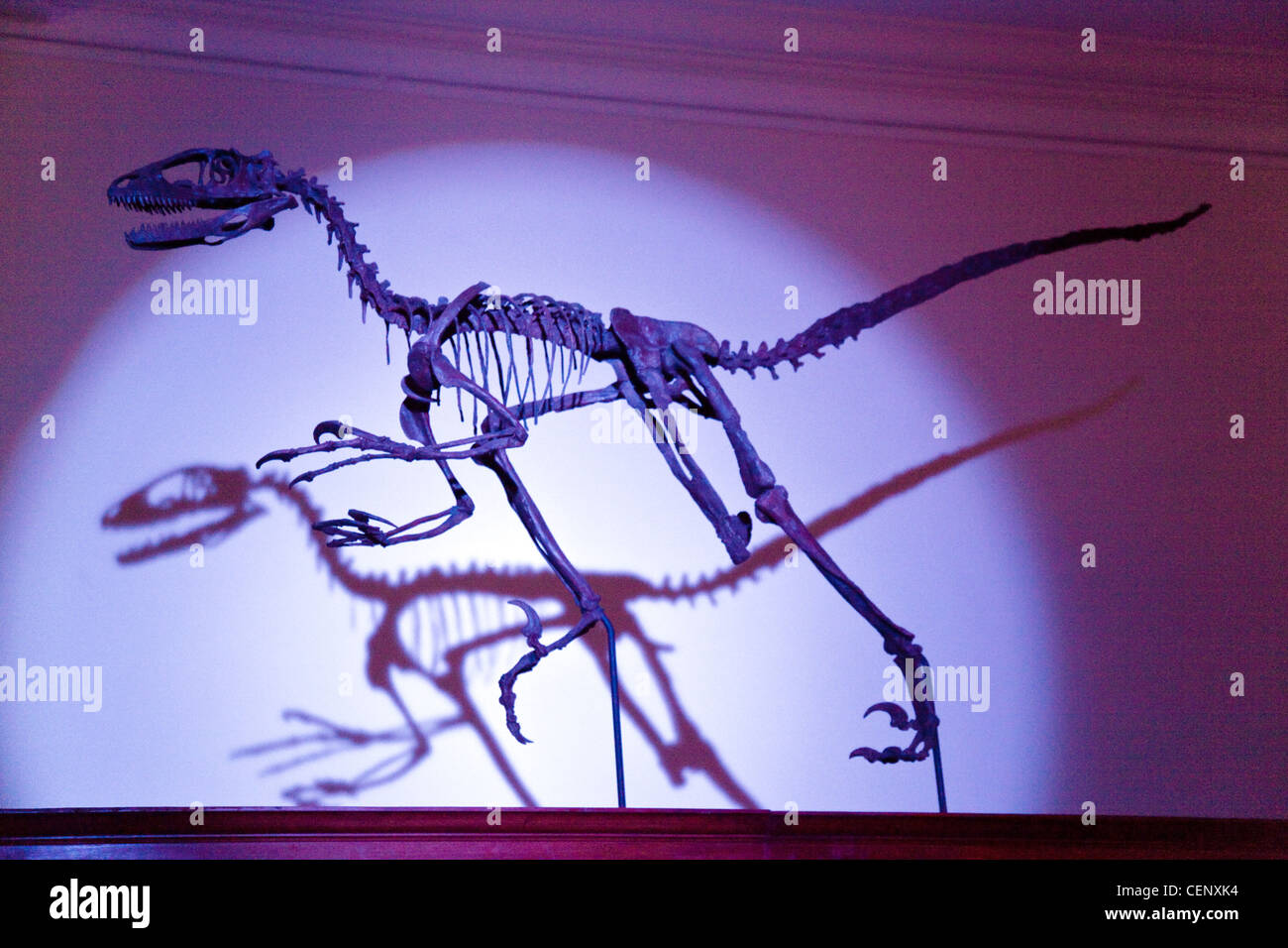 Skeleton of a  small dinosaur lit in purple light, Sedgwick earth Sciences Museum, Cambridge UK Stock Photo