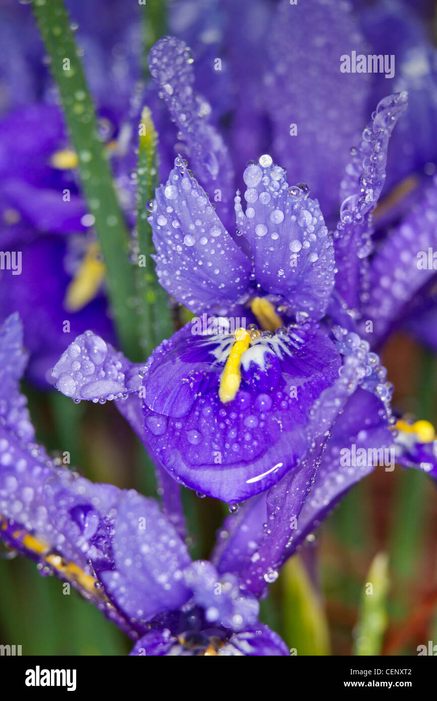 Dwarf Siberian iris (Iris sibirica), 'baby sister', covered by raindrops. Stock Photo