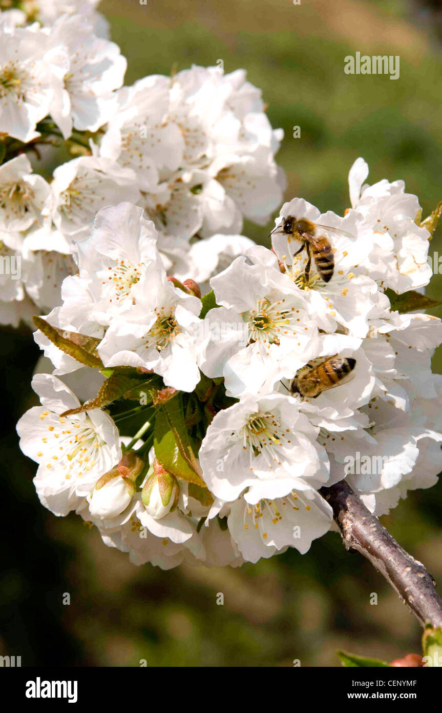 Cherry tree in blossom with bees Stock Photo Alamy