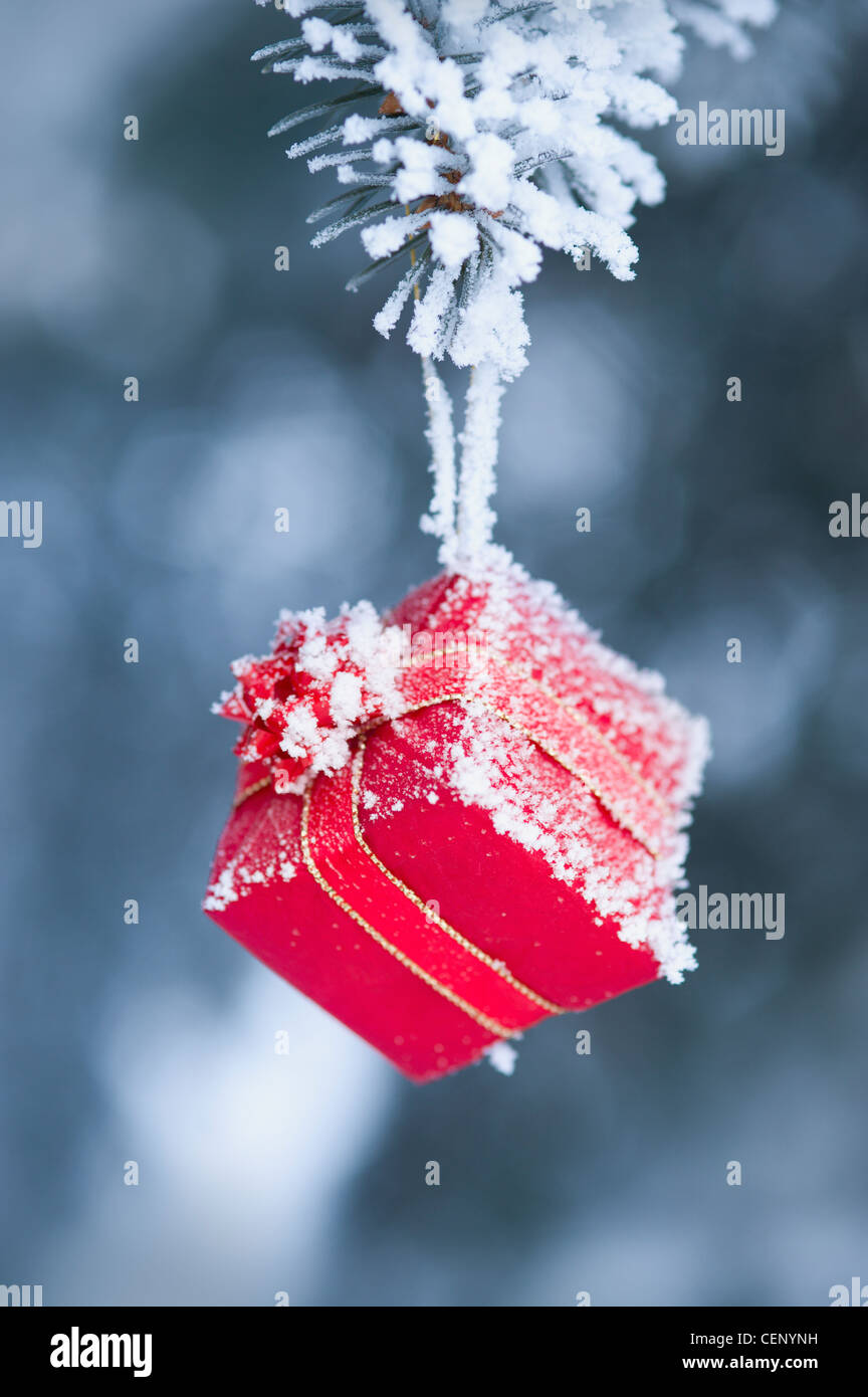 Frosty Gift Hanging From A Tree Branch; St. Albert Alberta Canada Stock Photo