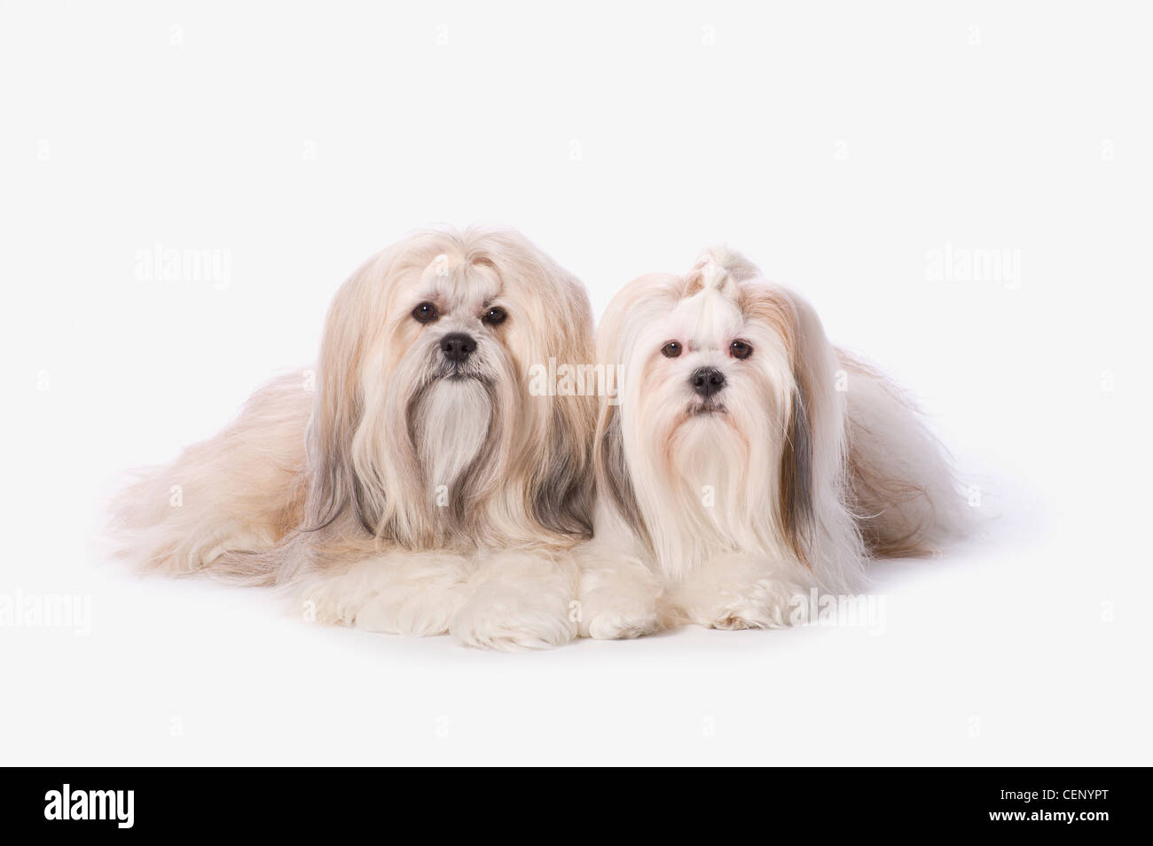 Two White Lhasa Apso Pupppies; St. Albert Alberta Canada Stock Photo