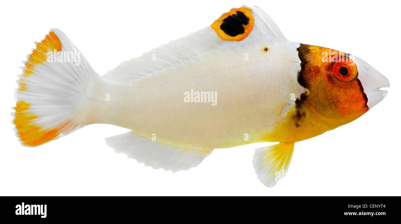 Bicolor Parrotfish isolated in white background (Cetoscarus bicolor) Stock Photo