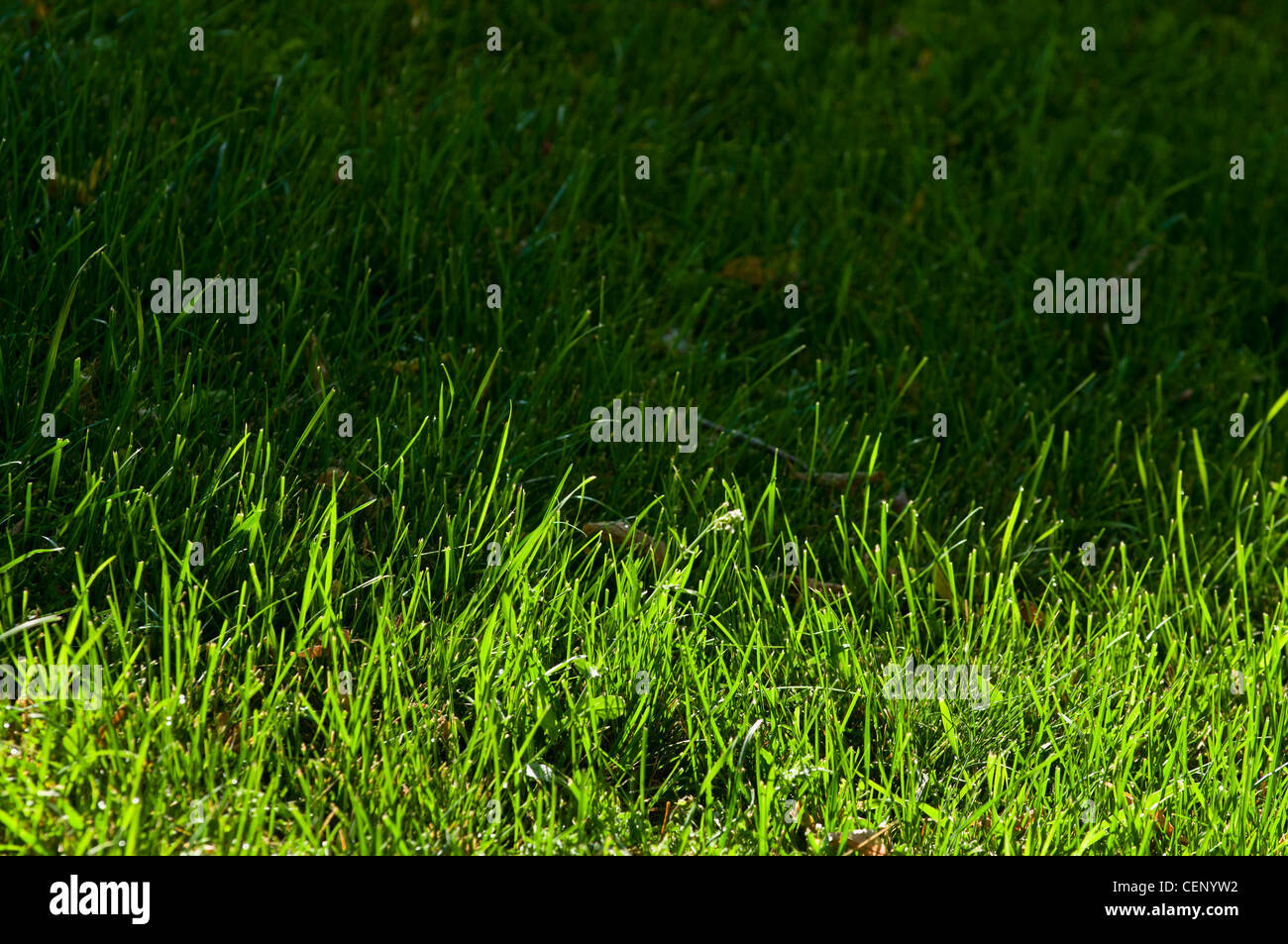 Grass Half In The Sun And Half In The Shade; St. Albert Alberta Canada Stock Photo