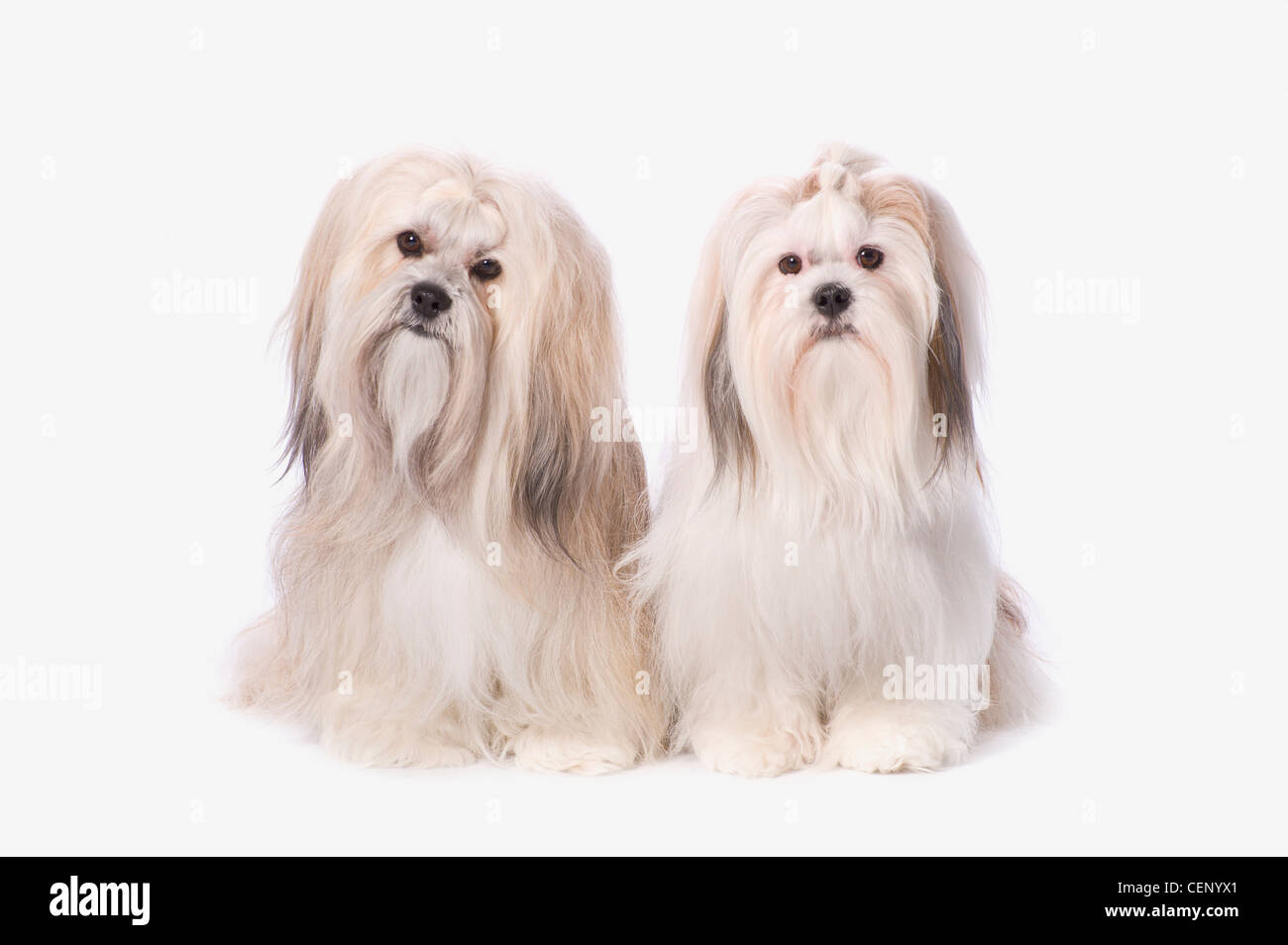 Two White Lhasa Apso Puppies; St. Albert Alberta Canada Stock Photo