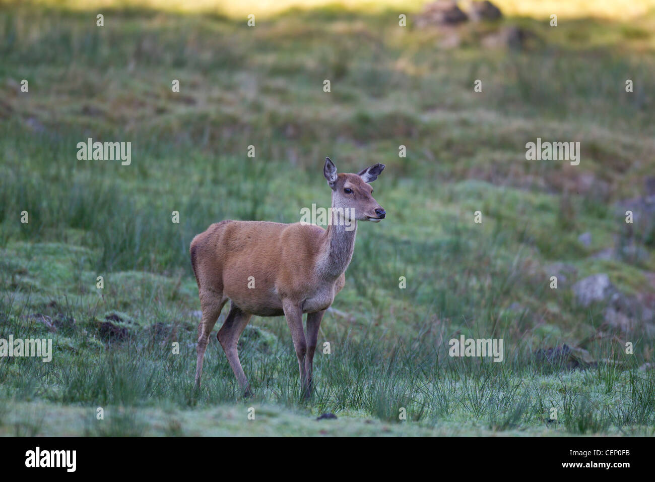 Rothirsch, Cervus elaphus, red deer Stock Photo