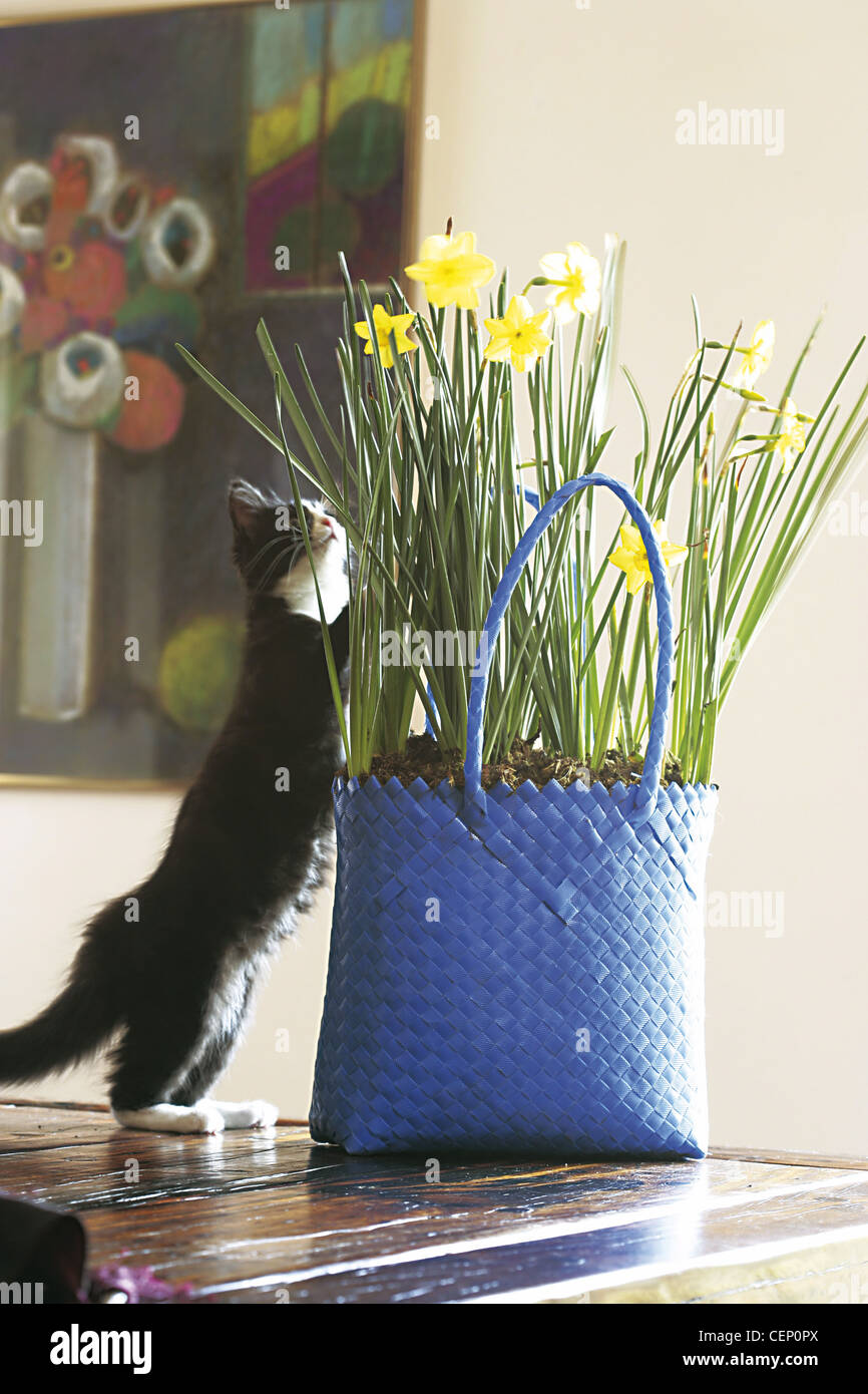 Black cat by blue plastic shopping basket planted with daffodils Stock Photo