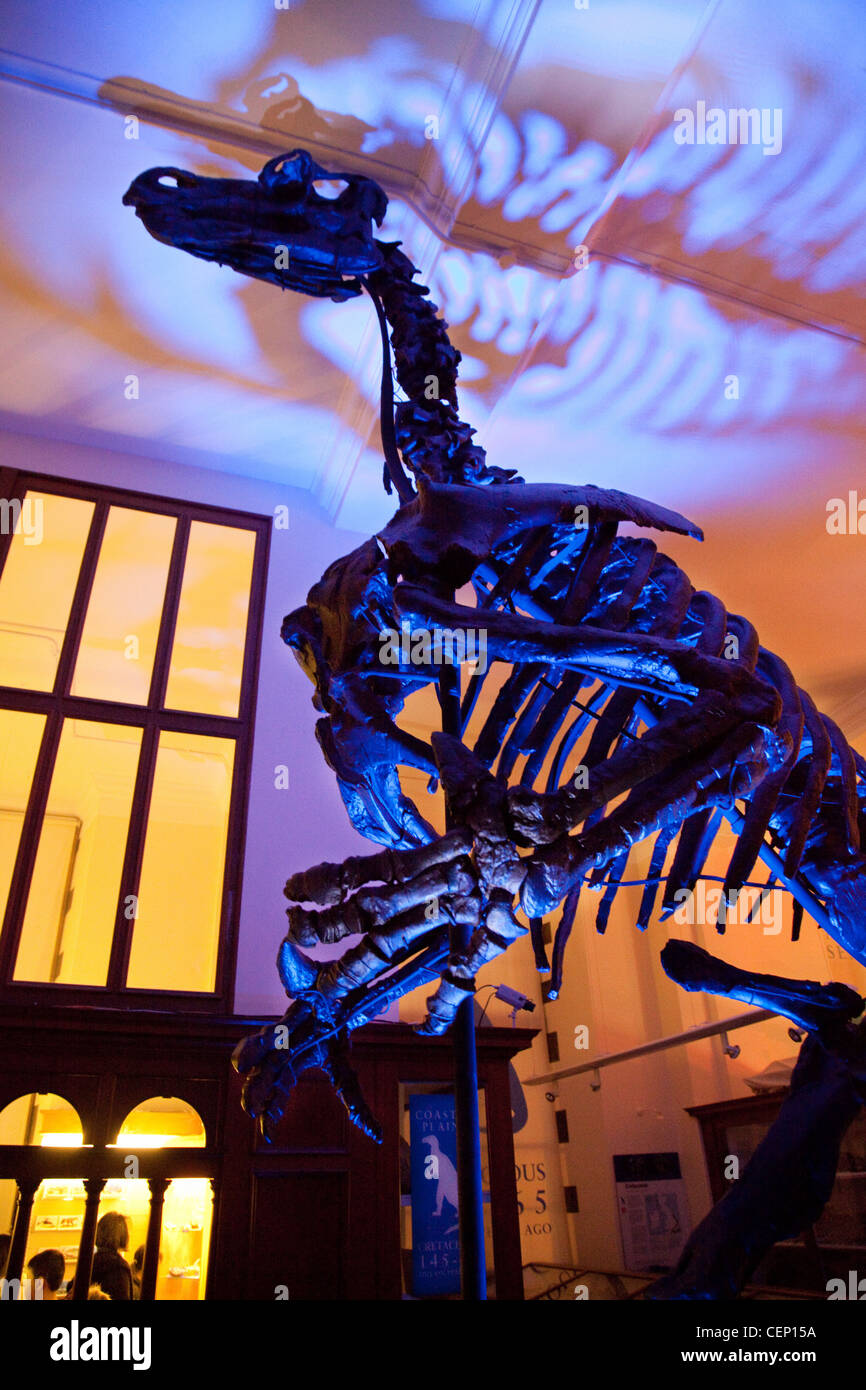 Fossil skeleton of Iguanodon dinosaur lit by coloured lights, Sedgwick Earth Sciences Museum, Cambridge UK Stock Photo