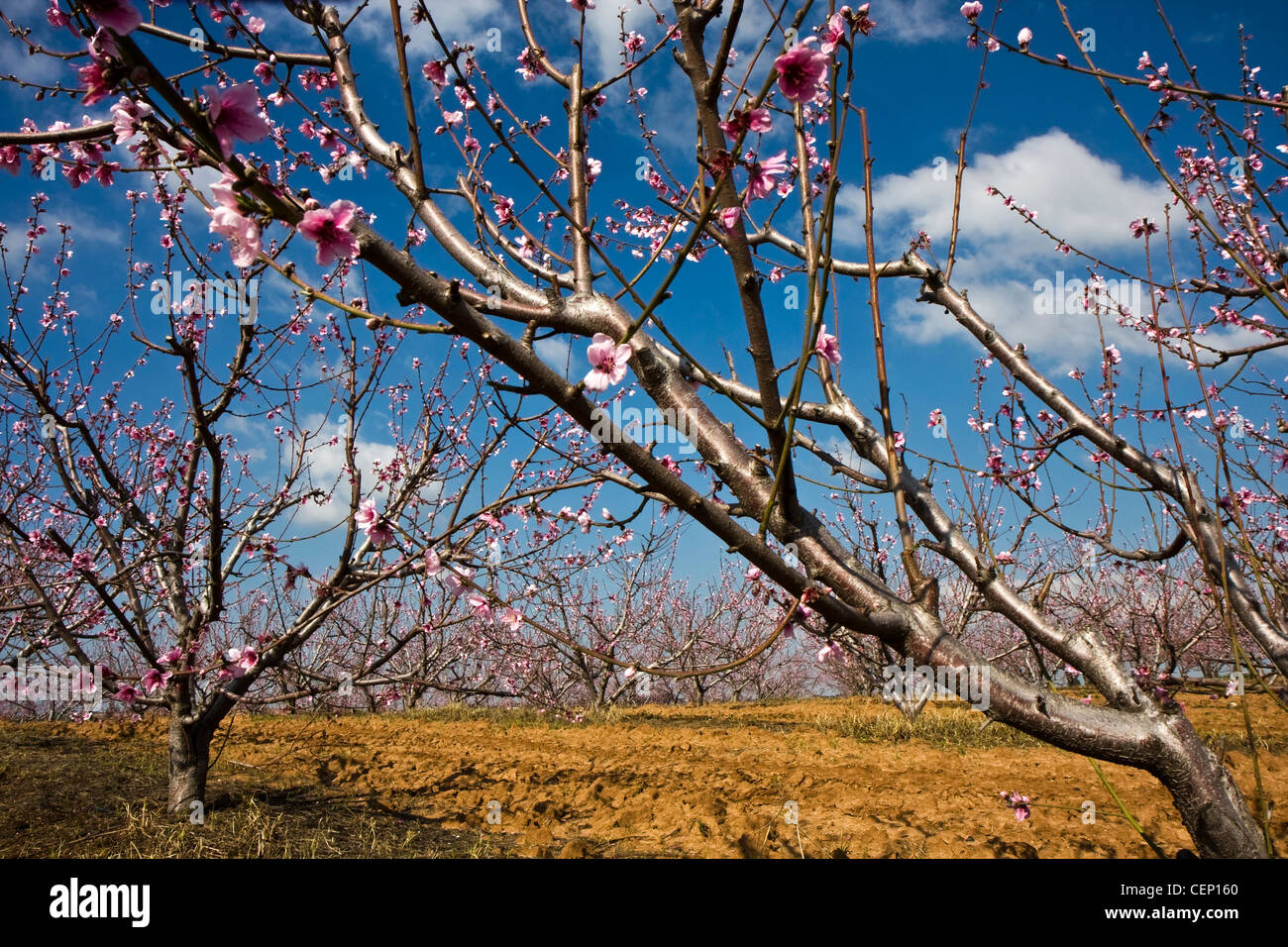 Landscape with fruit trees with flowers in Israel in winter Stock Photo