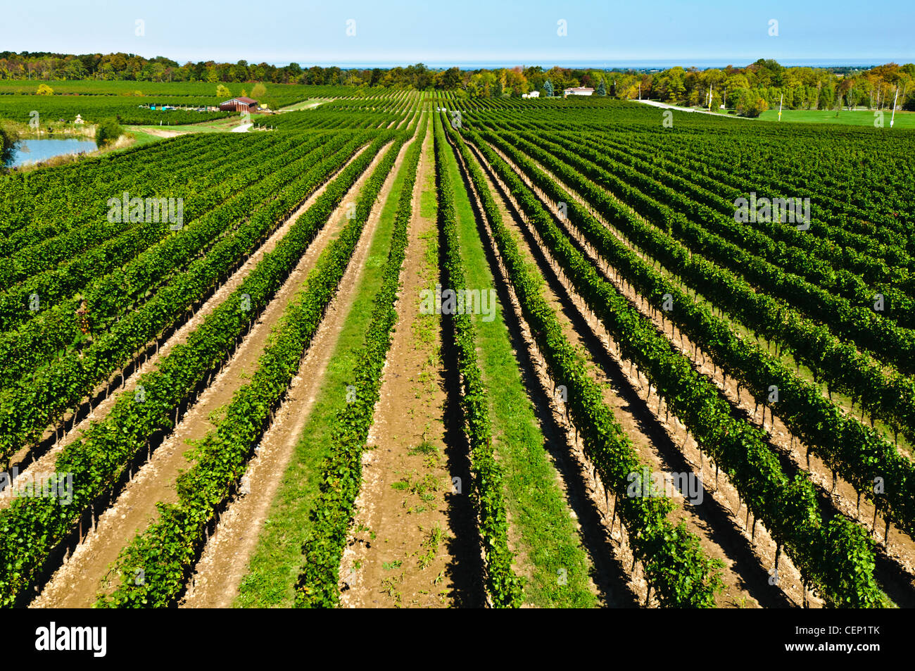 Vineyard in Niagara Wine Region, Ontario, Canada Stock Photo Alamy