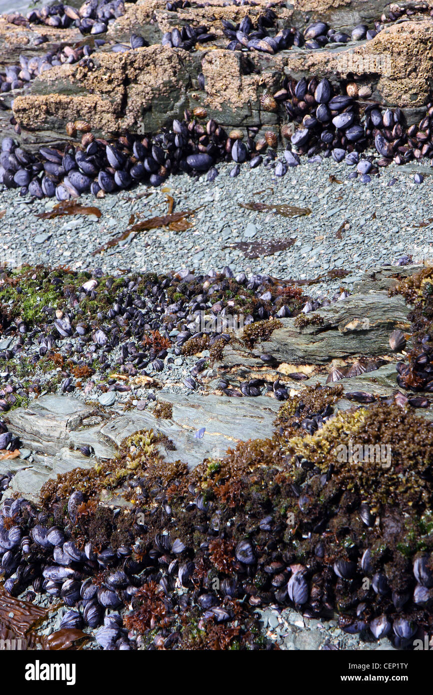 Live shells and oysters in the National park of Ushuaia in Argentina