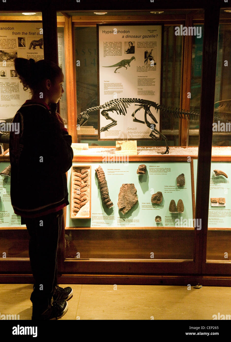 A teenage girl looking at the skeleton of a dinosaur, Sedgwick earth sciences Museum, Cambridge UK Stock Photo