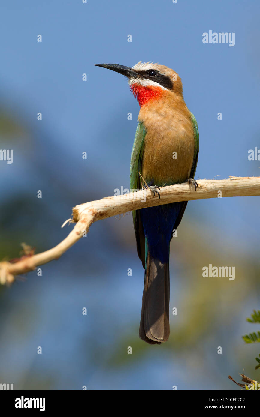 White Fronted Bee eater (Merops bullockoides), South Africa Stock Photo