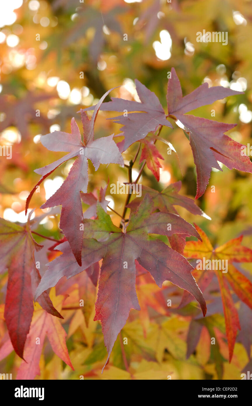 Nature's path John Vale and Barbara Gilbert's garden in Epping A detail view of red leaves Liquidambar styraciflua Worplesdon Stock Photo