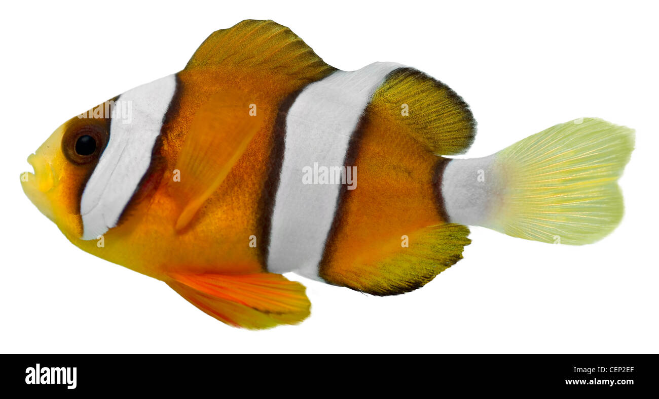 Clark Clown Fish isolated in white background (Amphirion clarkii) Stock Photo
