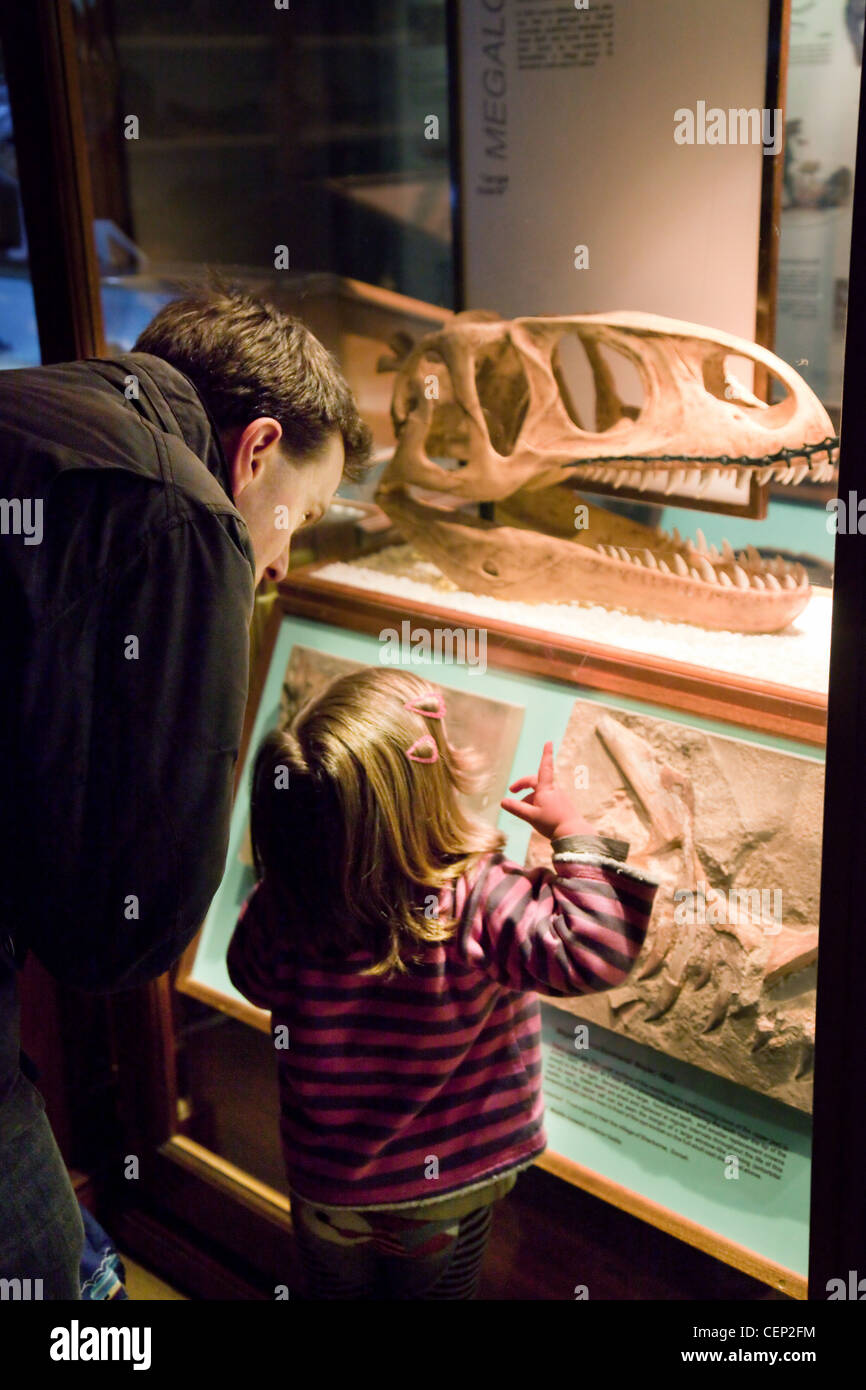 A father and child looking at dinosaur fossils, Segwick Earth Sciences Museum, Cambridge UK Stock Photo