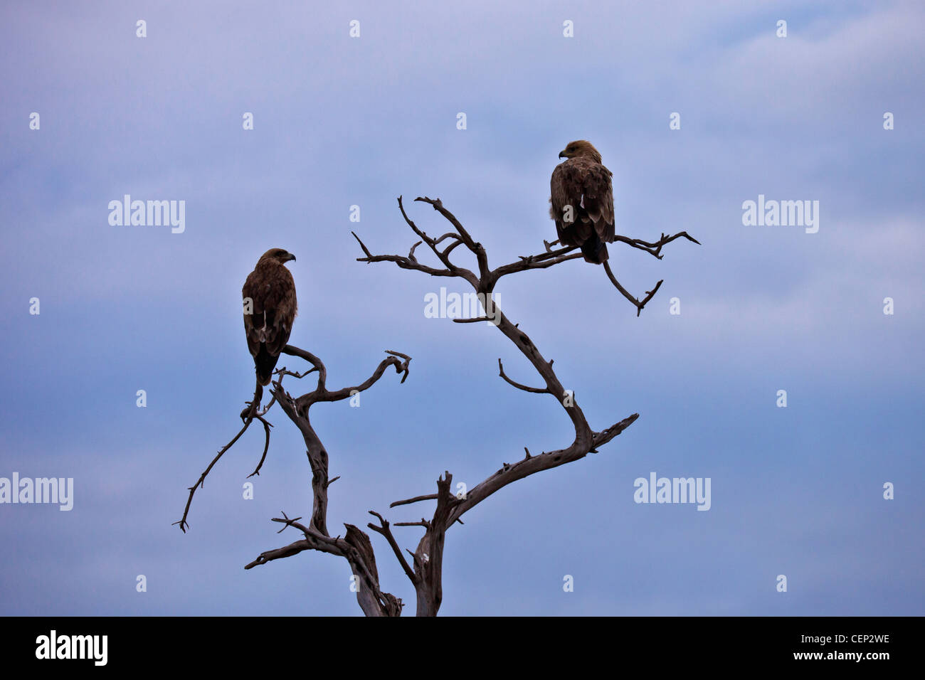 Kenya - Masai Mara - Twany Eagles Early Morning Lookout Stock Photo