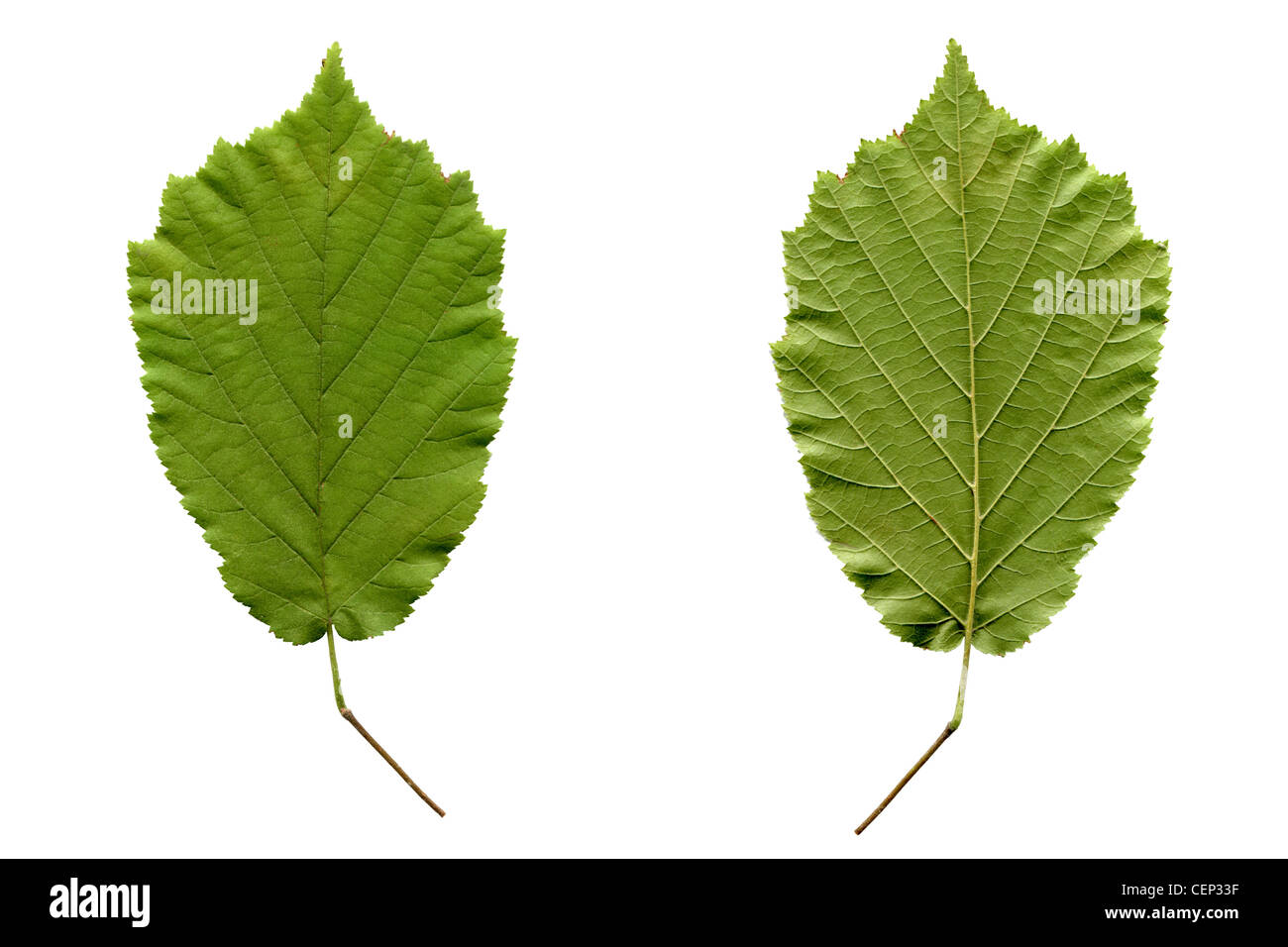 Hazelnut tree leaf isolated over white background Stock Photo Alamy