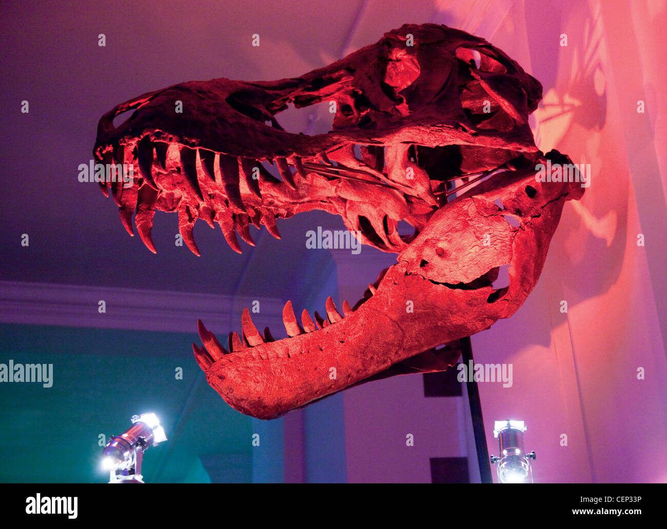 T Rex dinosaur skull in red light, Sedgwick Earth Sciences Museum, Cambridge UK Stock Photo
