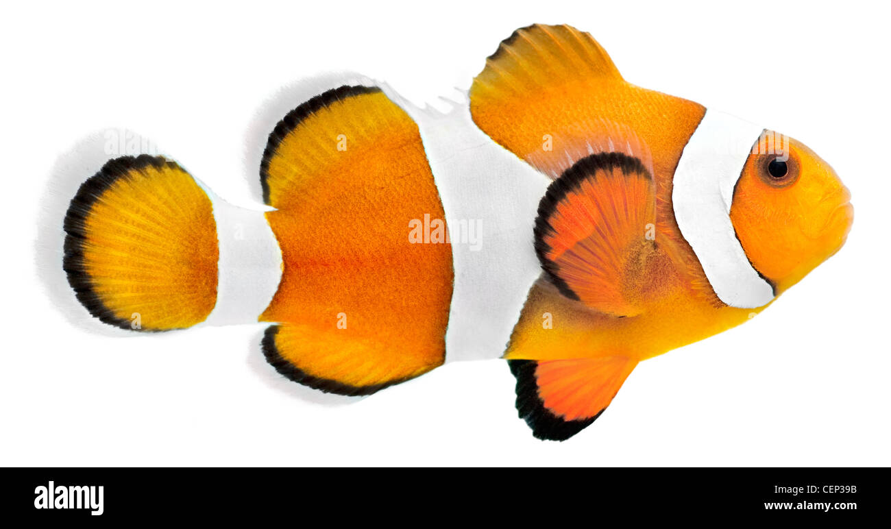 Clown fish isolated in white background (Amphiprion ocellaris) Stock Photo