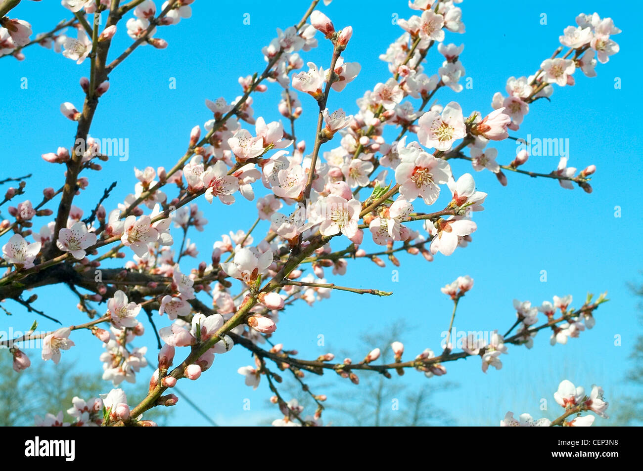 Pale pink Cherry blossom flowers against a blue sky Stock Photo - Alamy