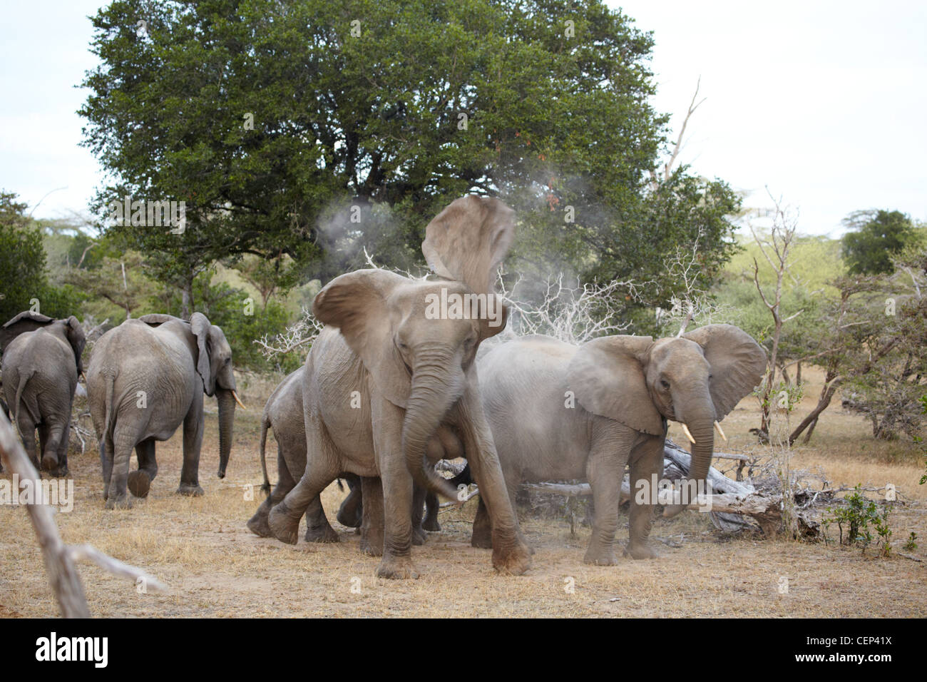 Elephant shakes ears in dust Stock Photo Alamy