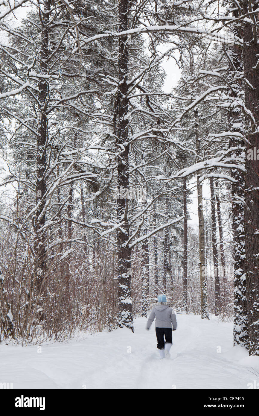 A Woman Walking Down A Snowy Trail Between The Trees; Thunder Bay Ontario Canada Stock Photo