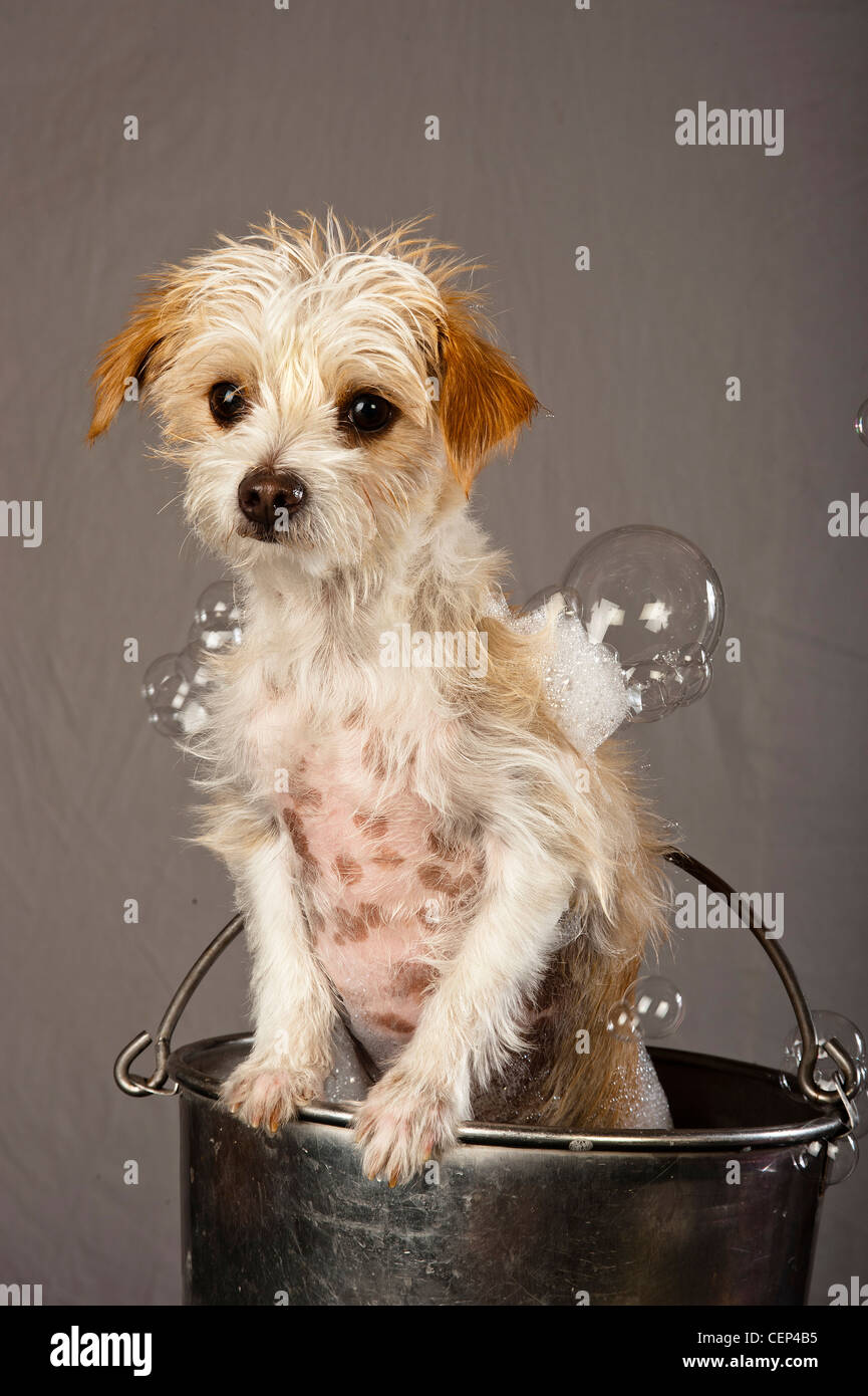 Doggy Bubble Bath Stock Photo