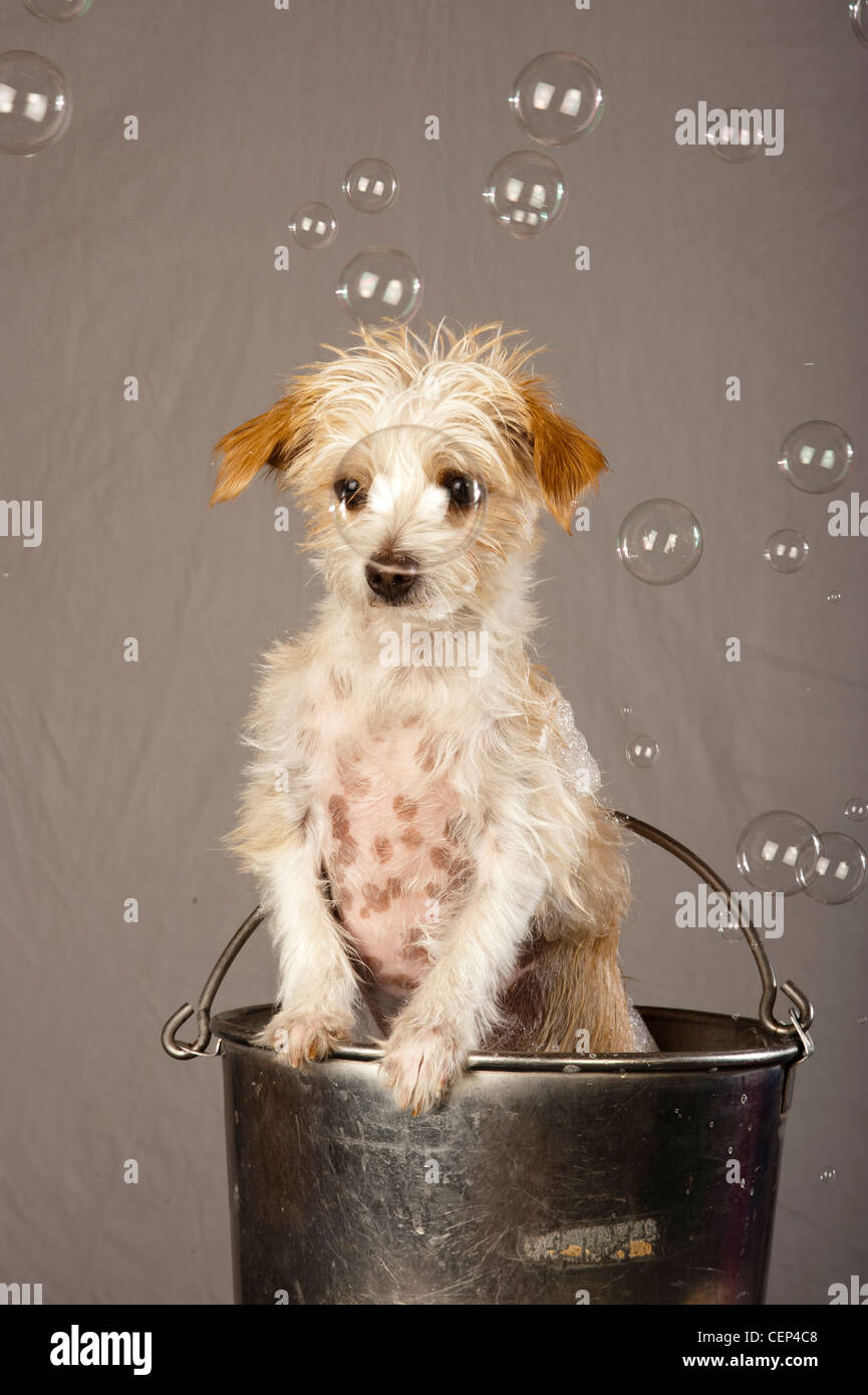 Puppy Bath Stock Photo
