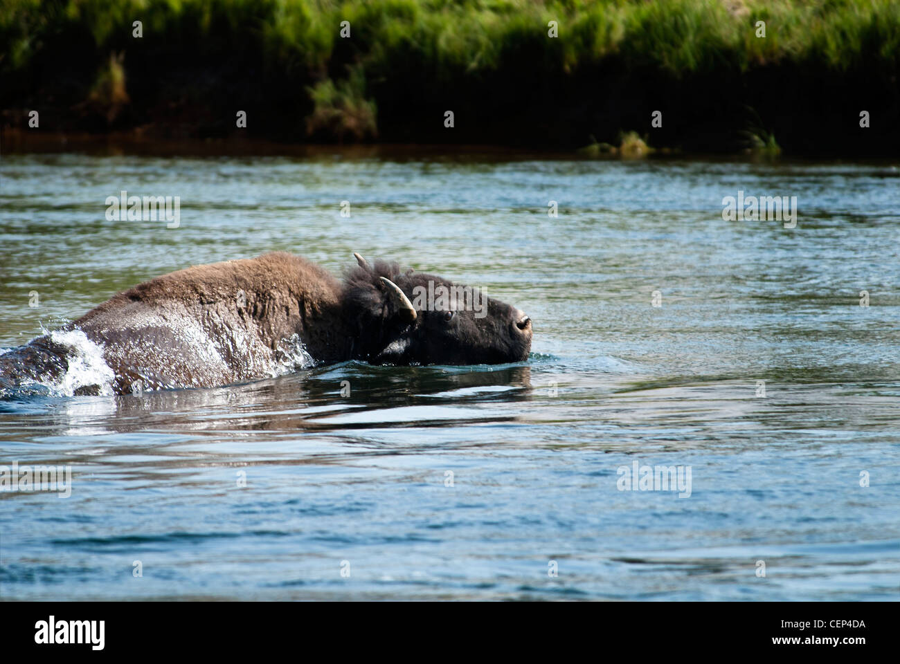 Swimming Bison Stock Photo