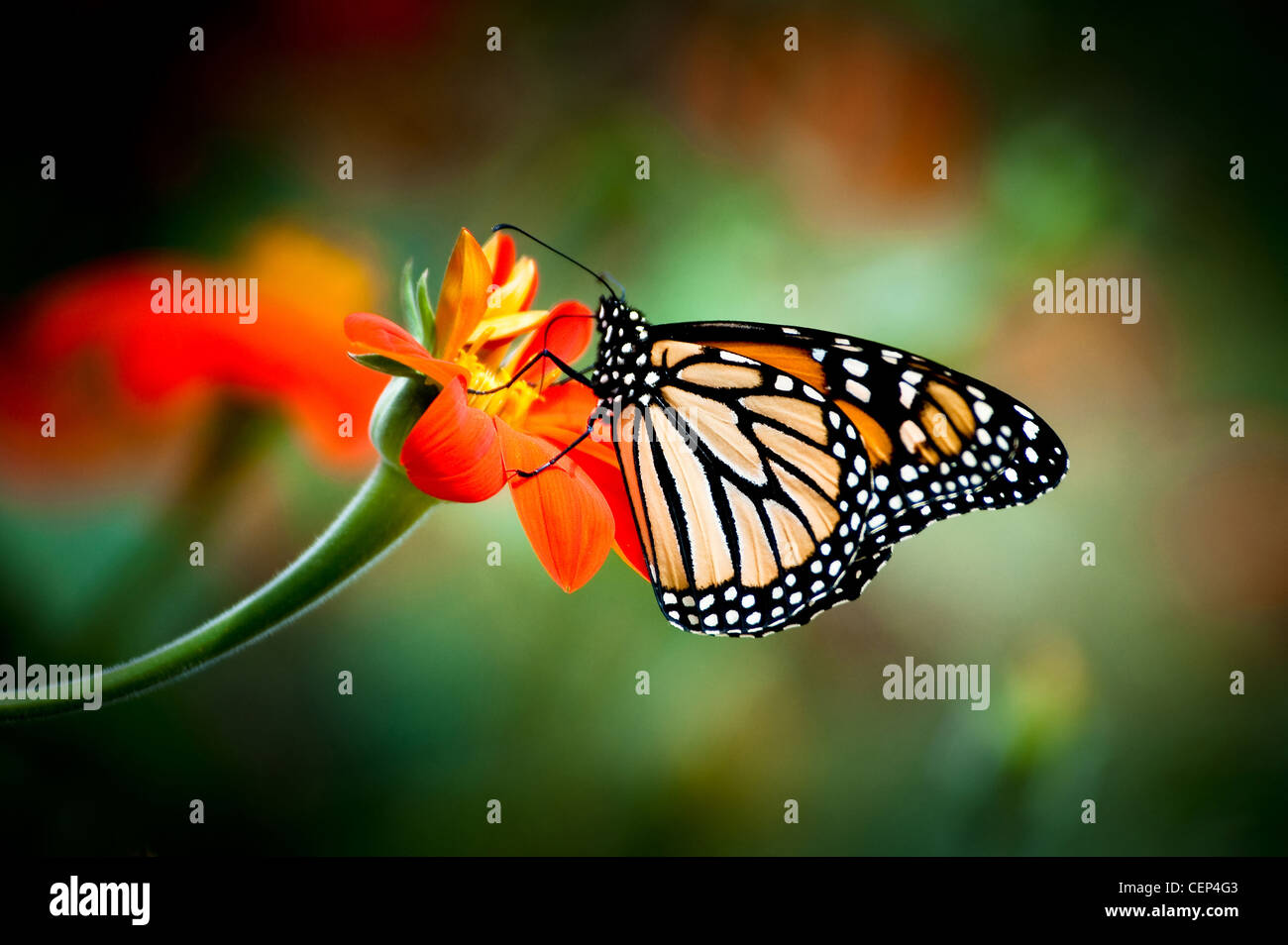 Monarch Butterfly on an orange flower Stock Photo