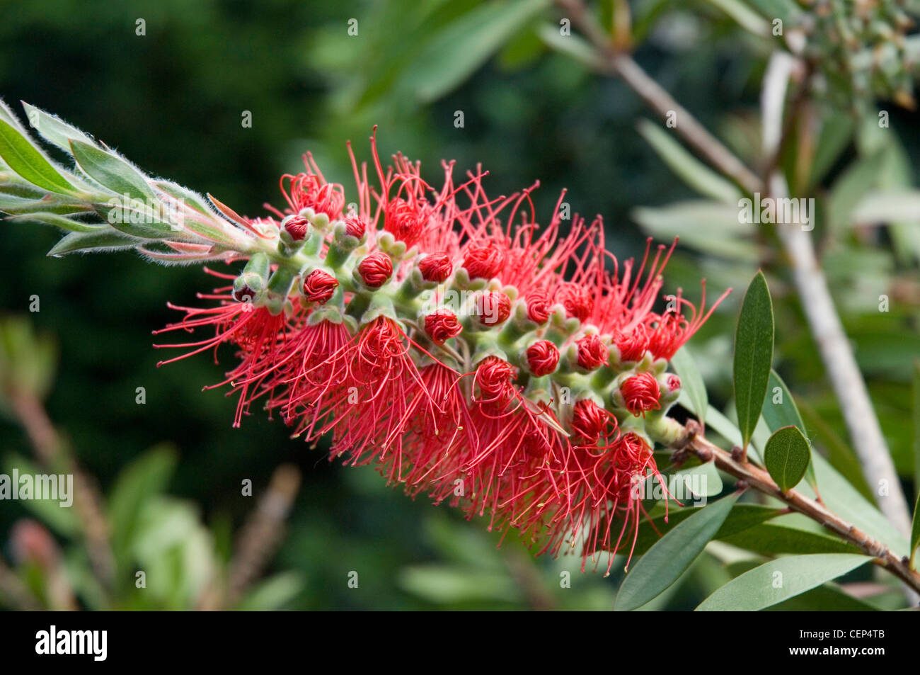 Callistemon citrinus splendens hi-res stock photography and images - Alamy