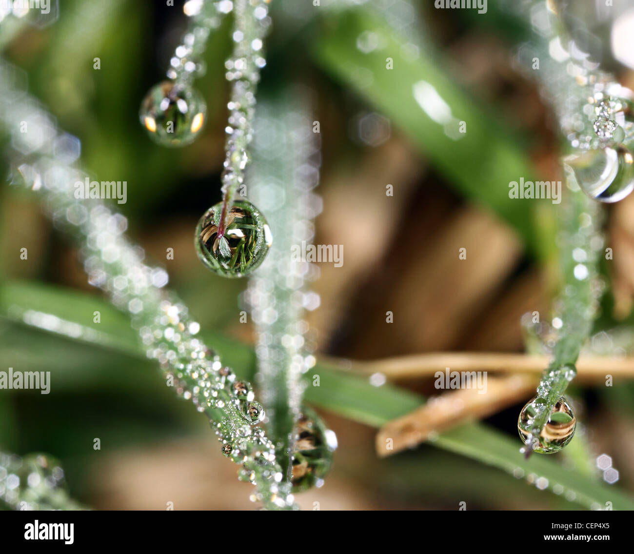 Dewdrops on grass Stock Photo