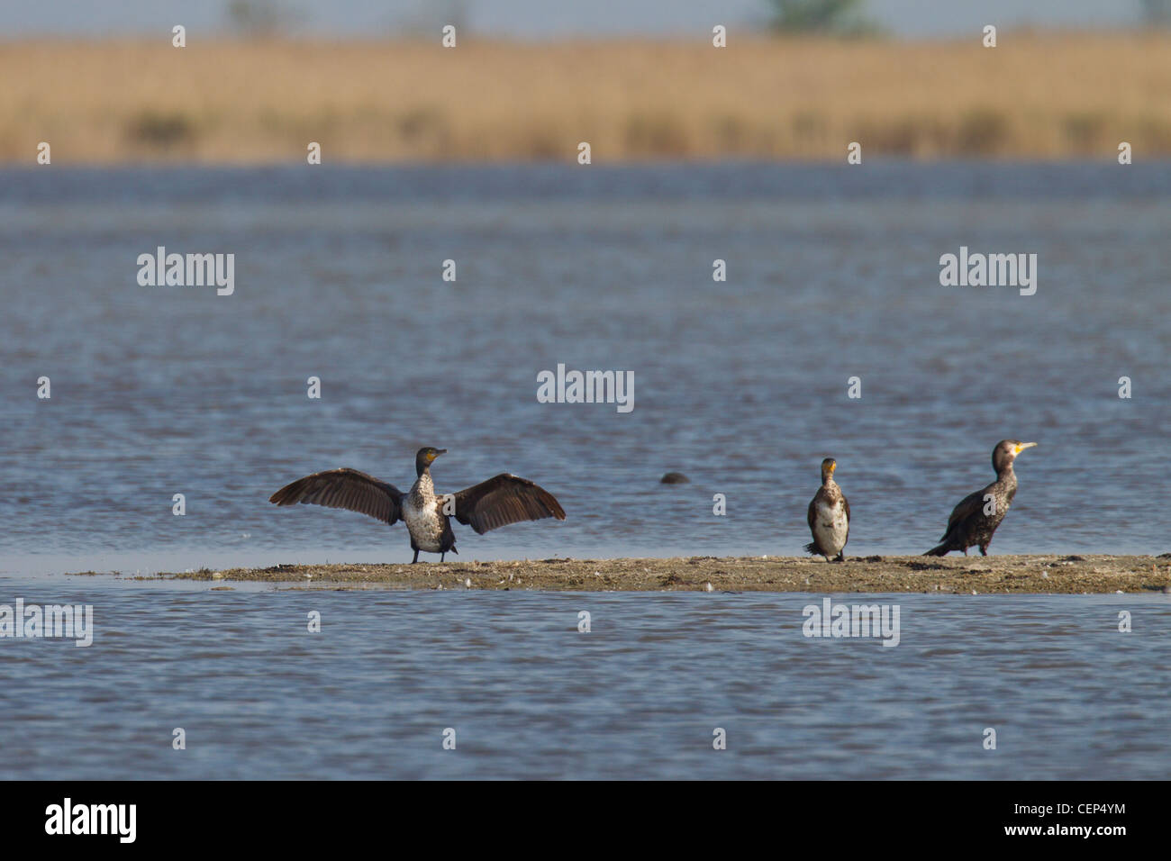 Kormoran, Phalacrocorax carbo, great cormorant Stock Photo - Alamy