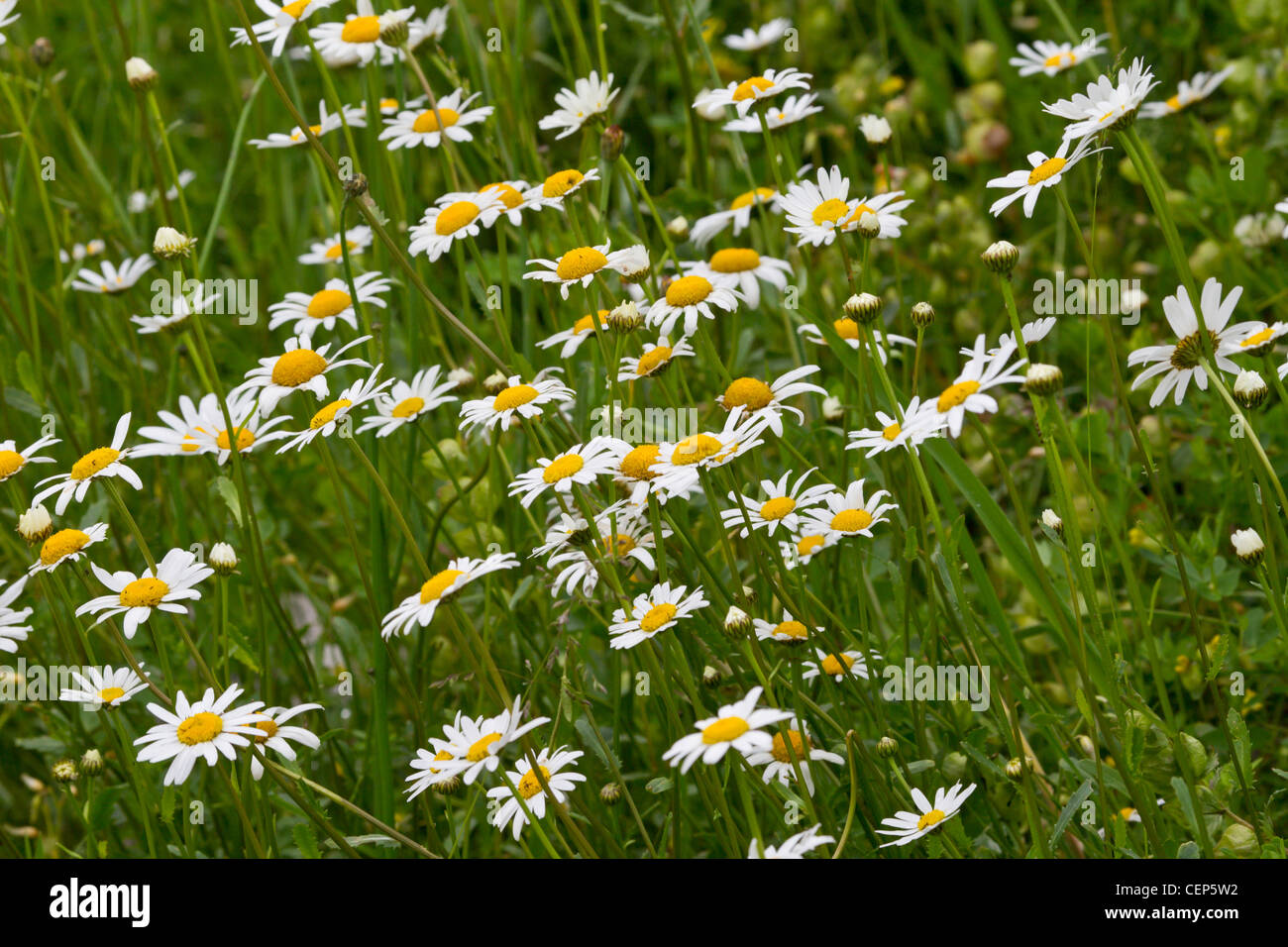 Margerite, Leucanthemum vulgare, Syn. L. ircutianum Stock Photo