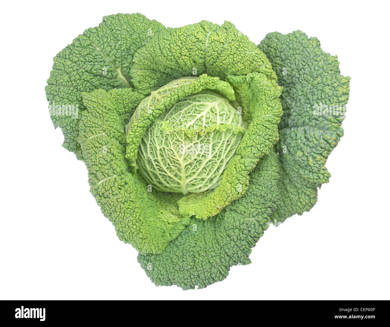 Cabbage leafy vegetable plant with edible leaves isolated over white