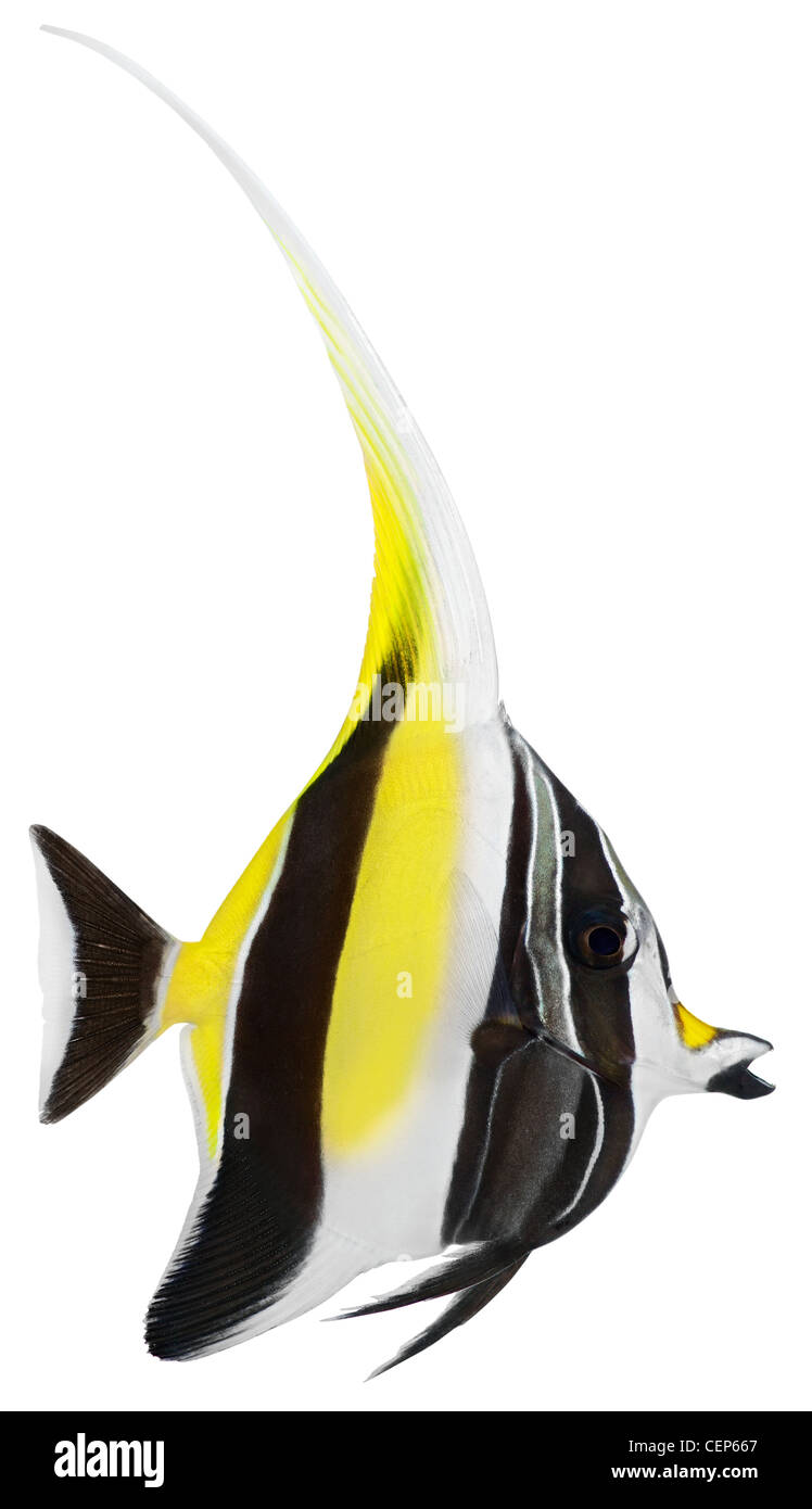 Moorish Idol fish isolated on white background. Zanclus cornutus Stock Photo