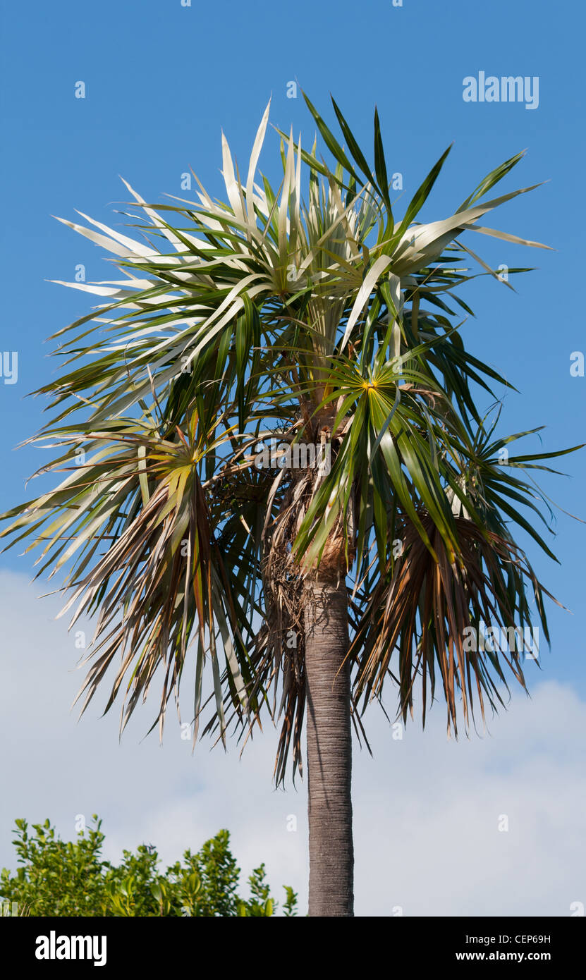 Florida Silver Palm (Coccothrinax argentata) in the Florida Keys Stock Photo