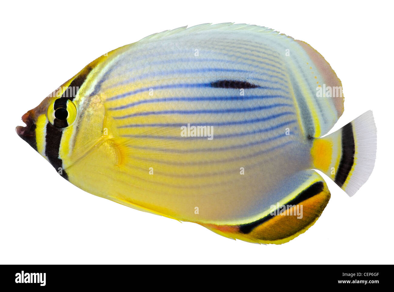 Pacific Redfin Butterflyfish isolated in white background. Chaetodon lunulatus Stock Photo