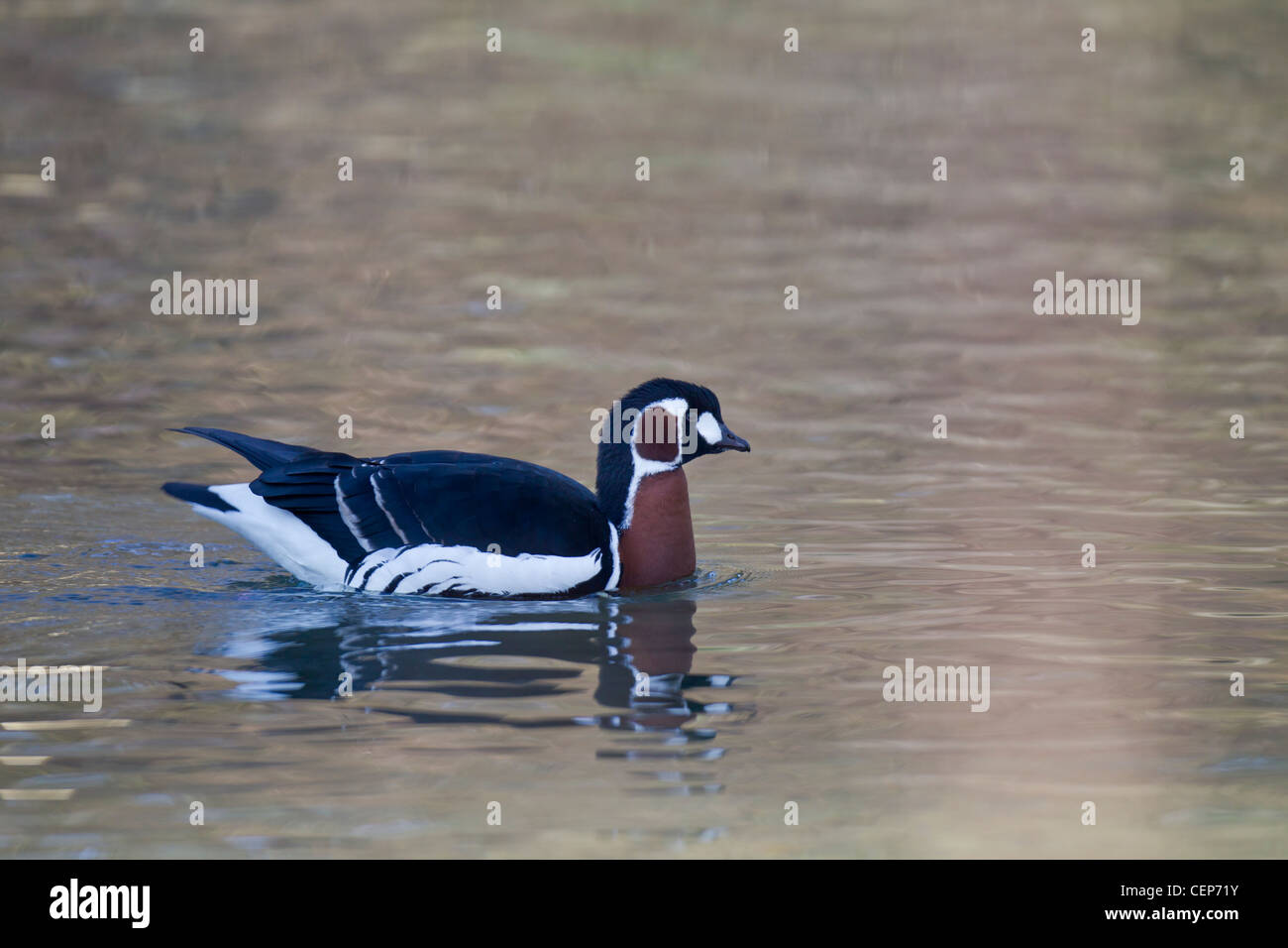 Rothalsgans, Branta ruficollis, red-breasted goose Stock Photo