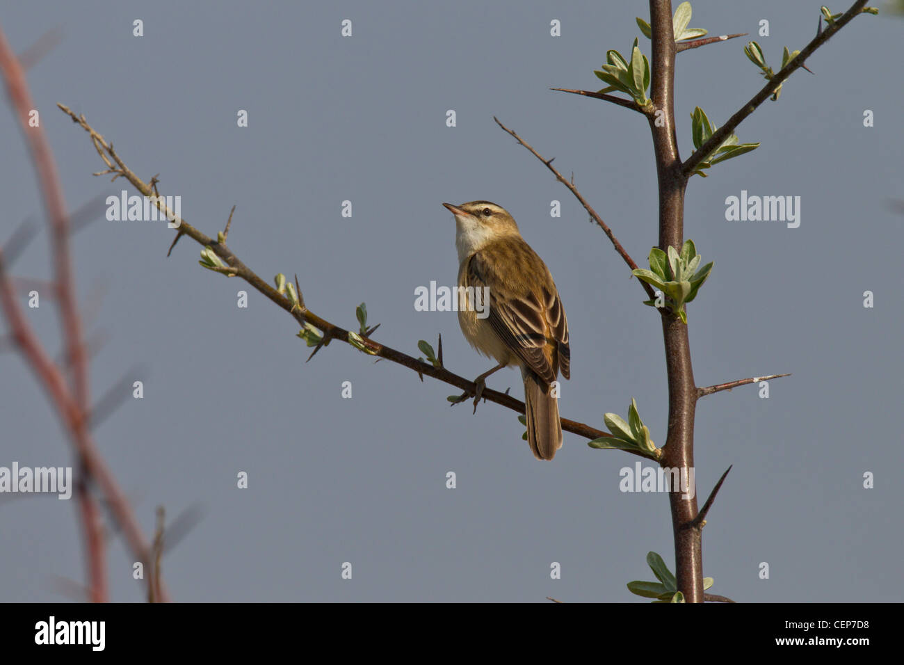 Schilfrohrsaenger, Acrocephalus schoenobaenus, sedge warbler Stock Photo