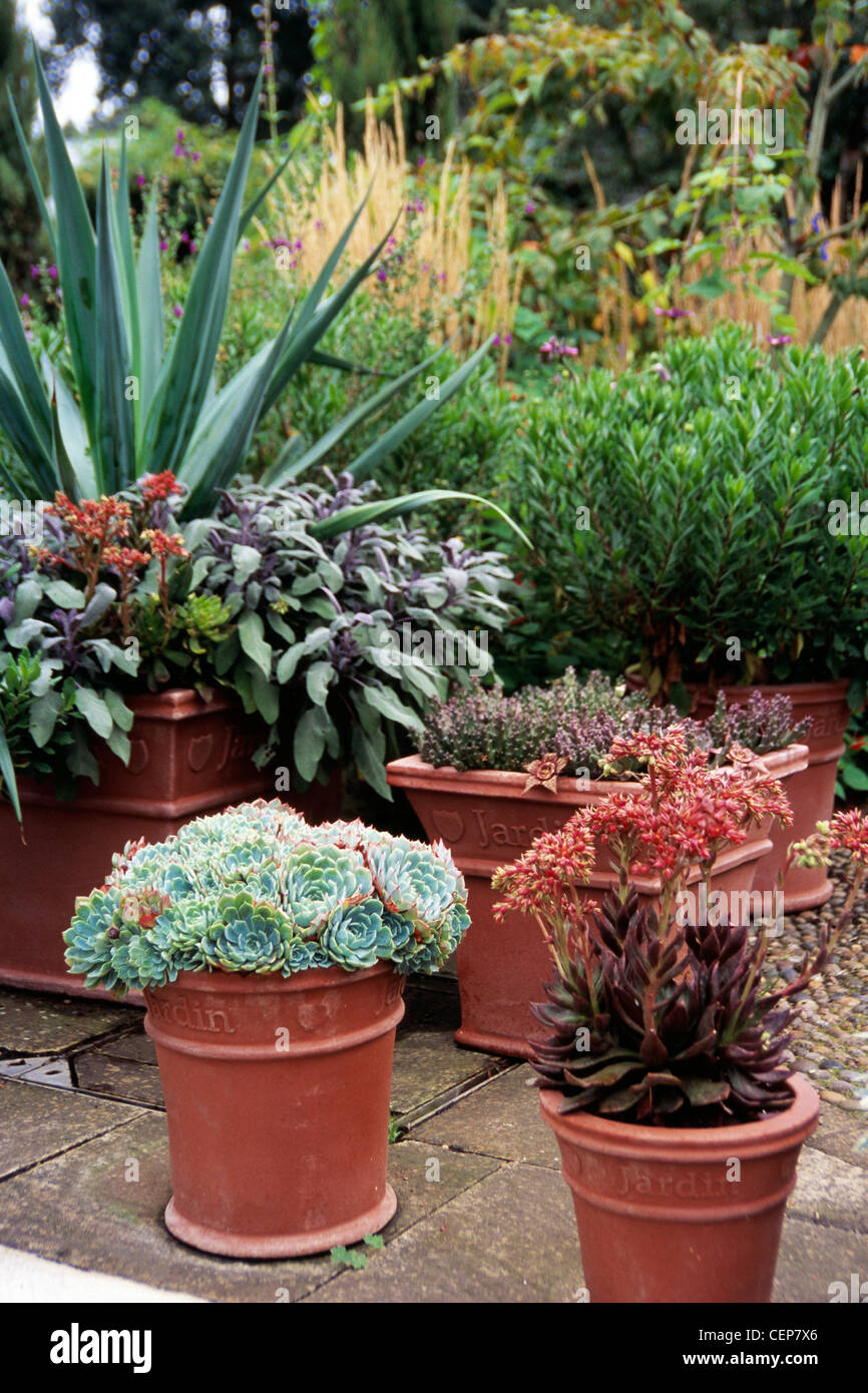 Garden detail image with tiled patio, potted succulent plants, heather, sage and yukka in background Stock Photo