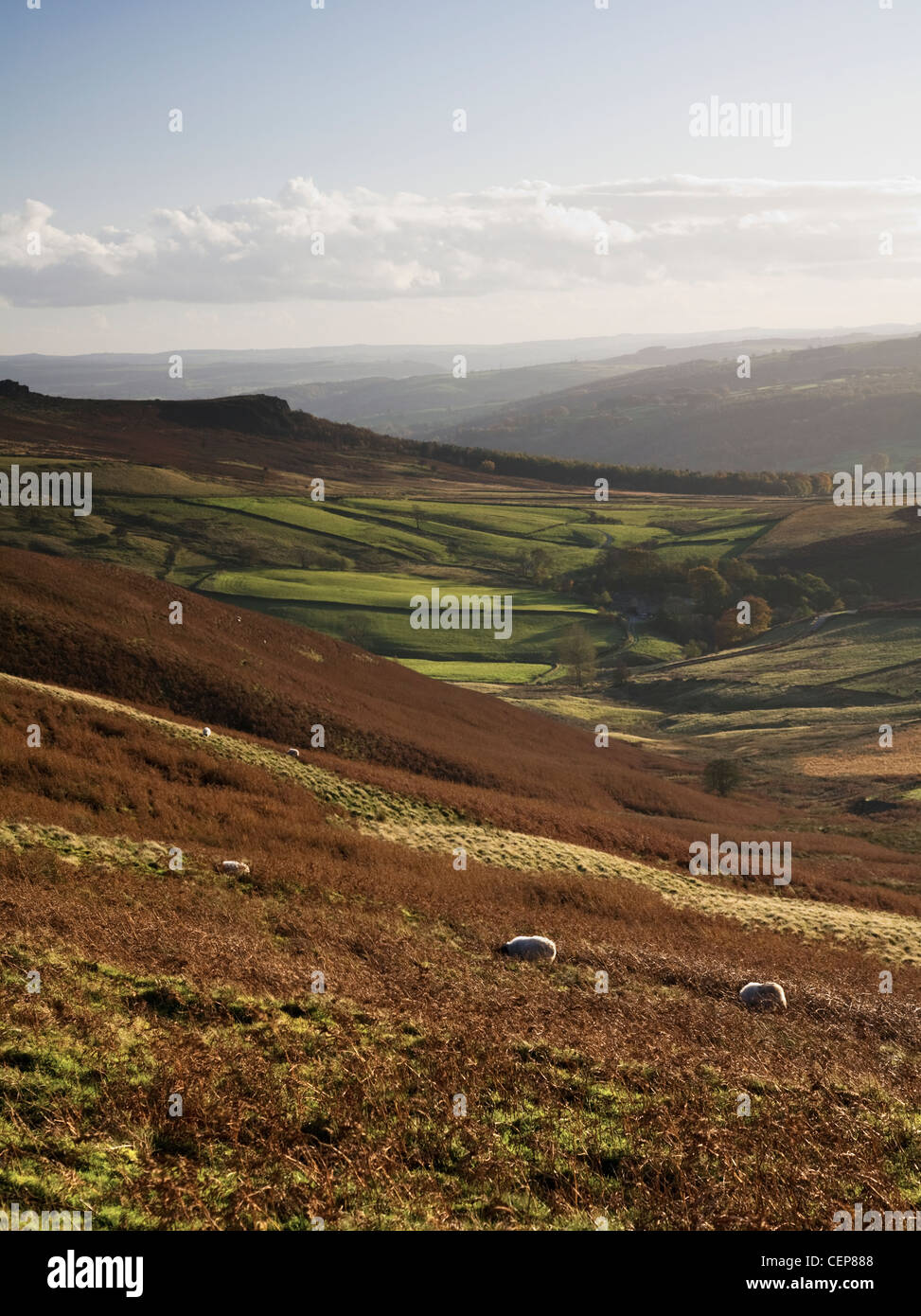 sheep grazing on a hillside; derbyshire, england Stock Photo Alamy