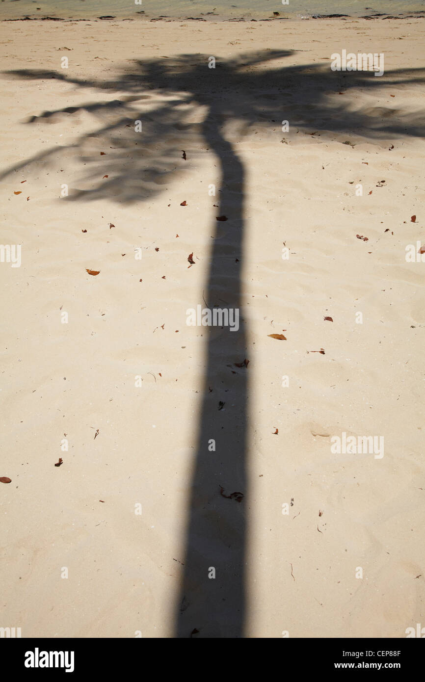 Palm tree shadow on beach hi-res stock photography and images - Alamy