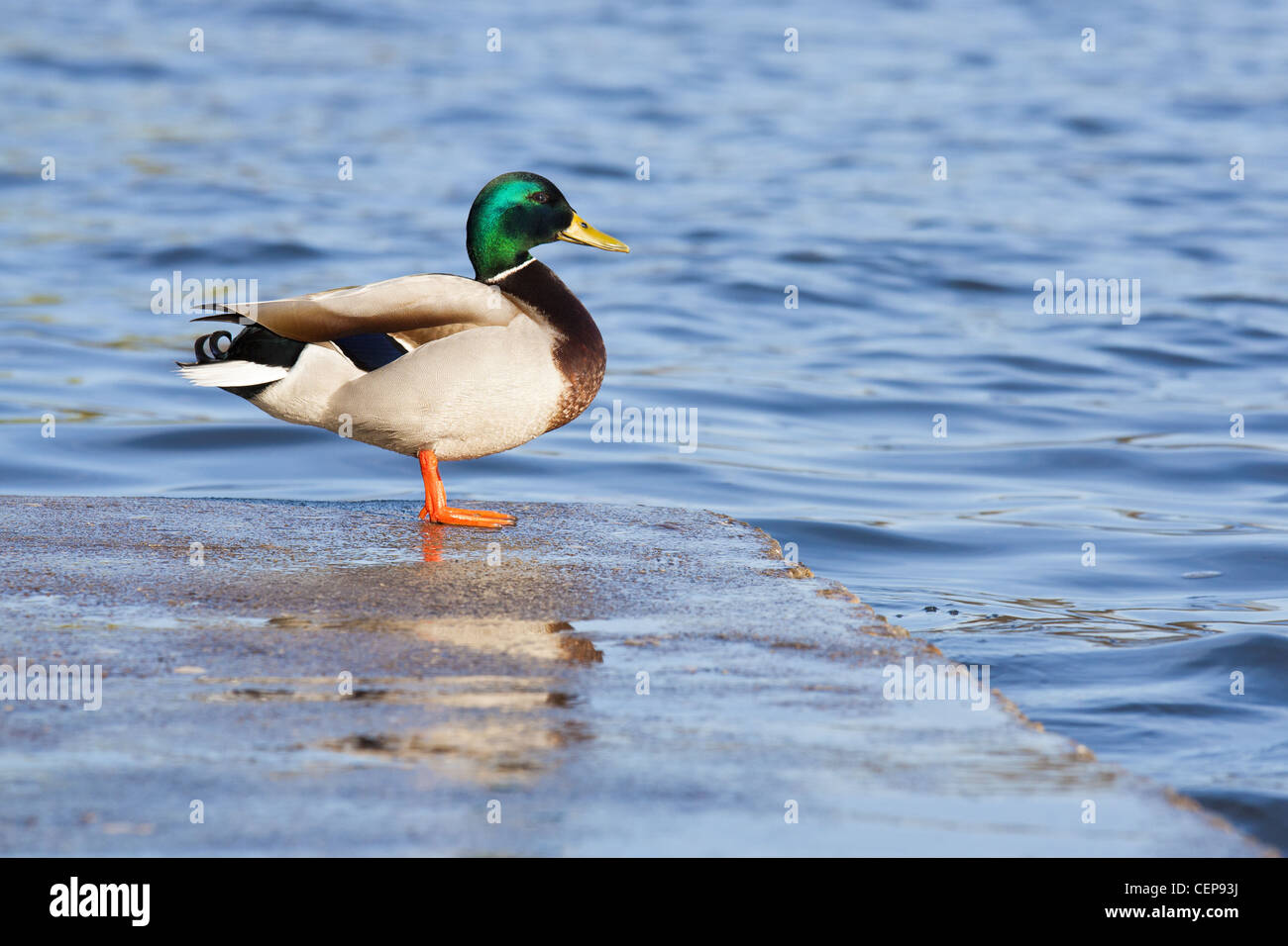 A Mallard duck male sitting on the dock. Stock Photo