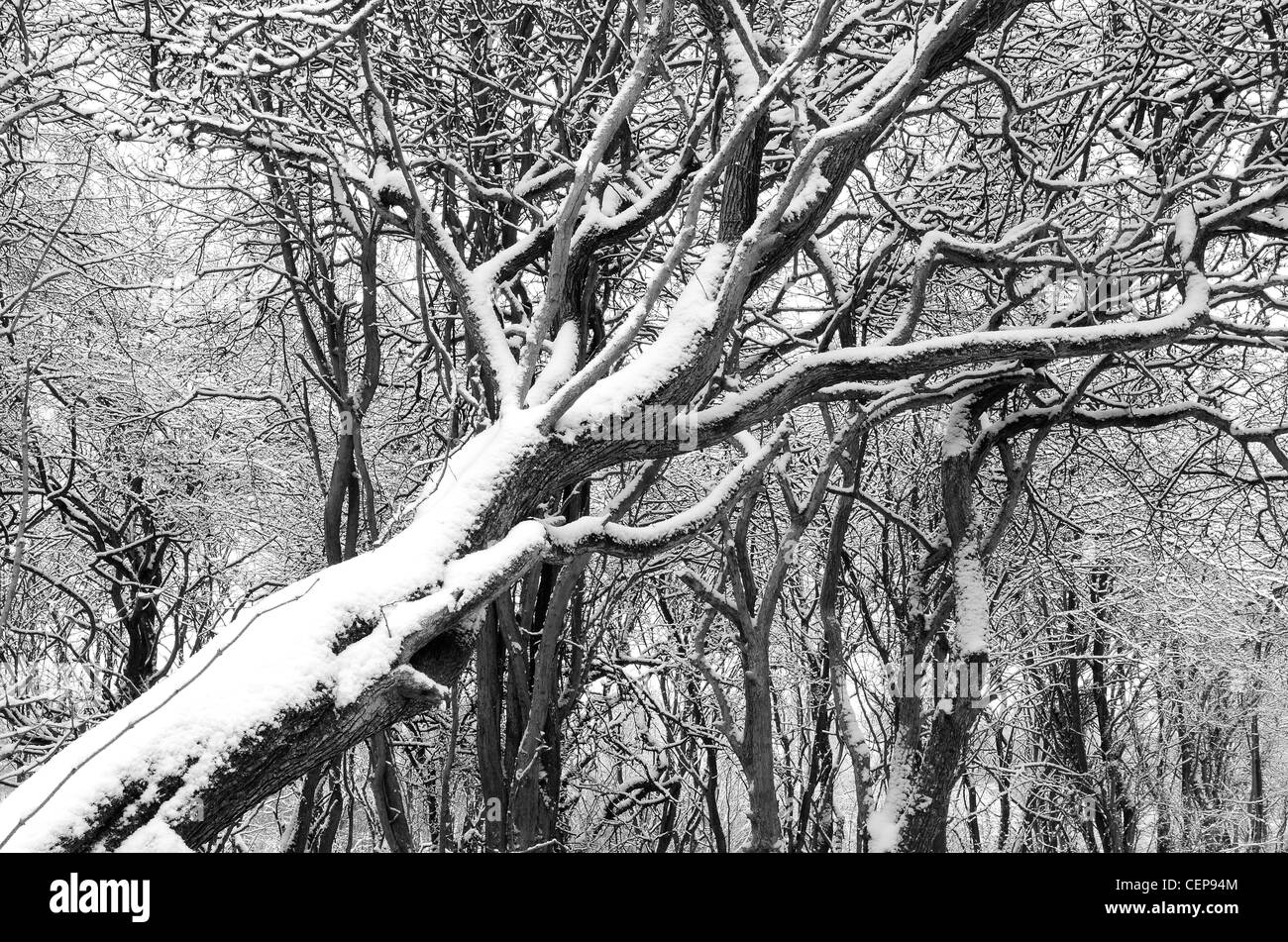 Deep woodlands Black and White Stock Photos & Images - Alamy