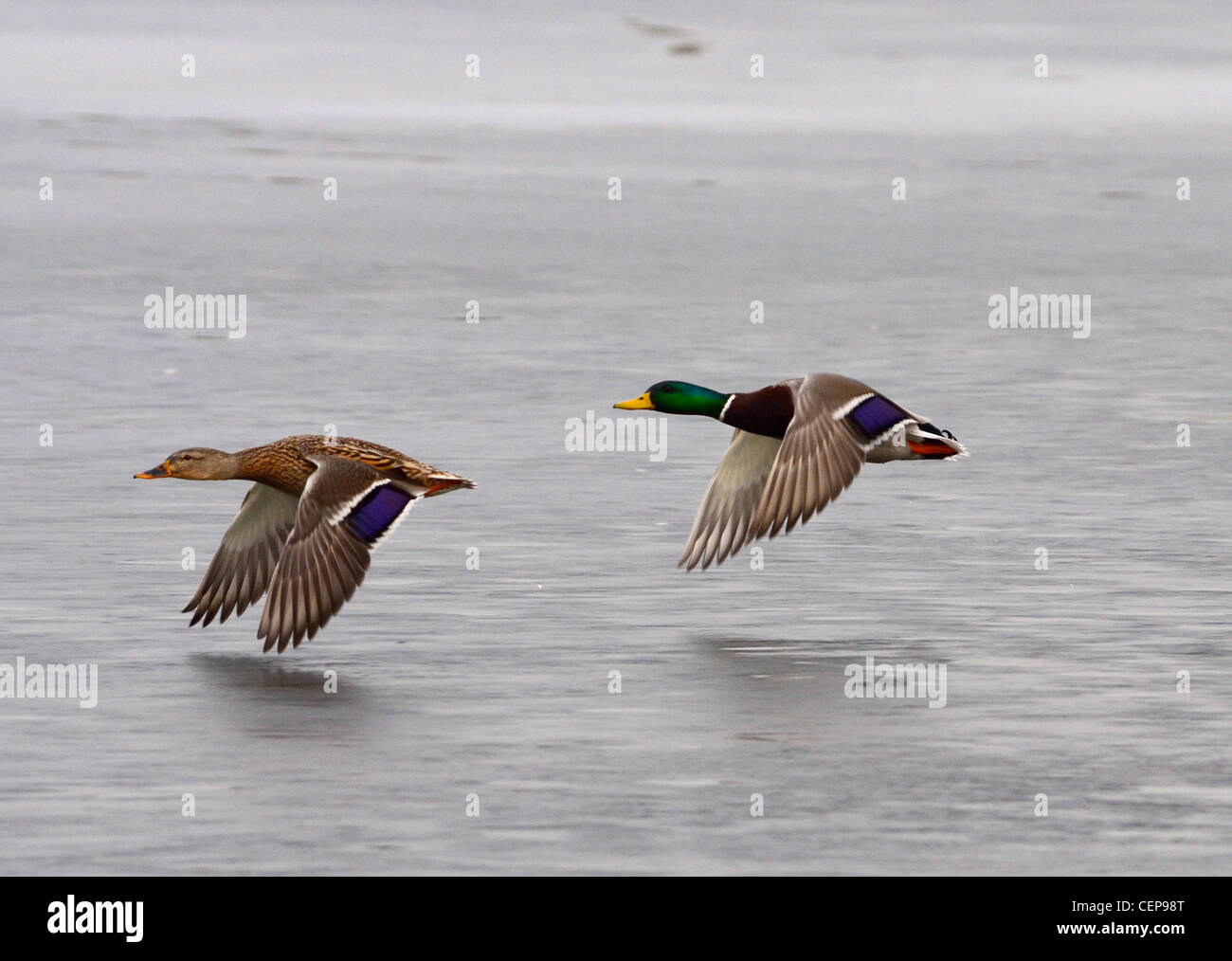 Pair Of Mallard Ducks Flying Over Frozen Lake Stock Photo